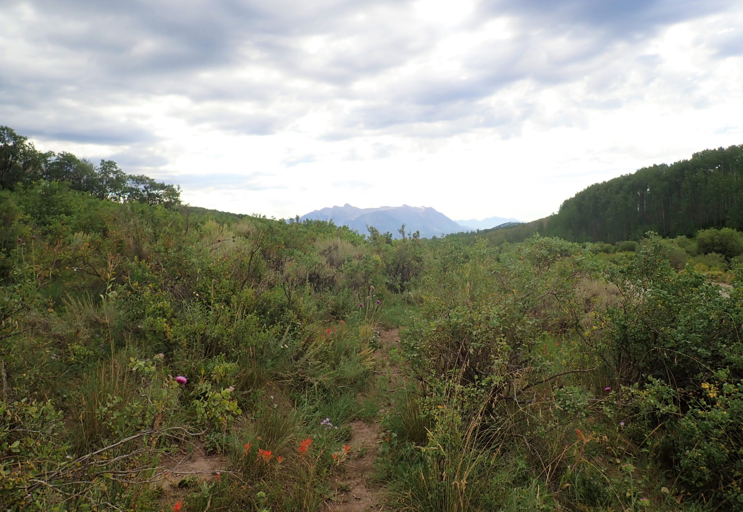 Image of plant populations mentioned in the Colorado Heritage Program's records.