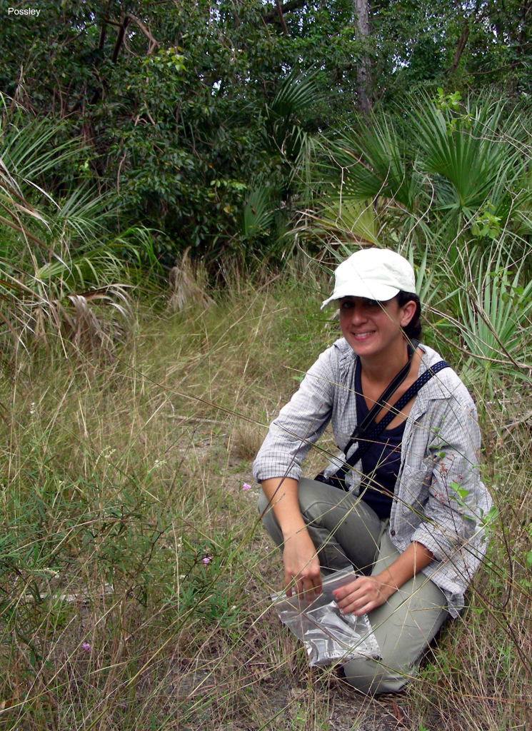 Anne Frances collecting Agalinis seeds at R. Hardy Matheson Preserve in 2006.