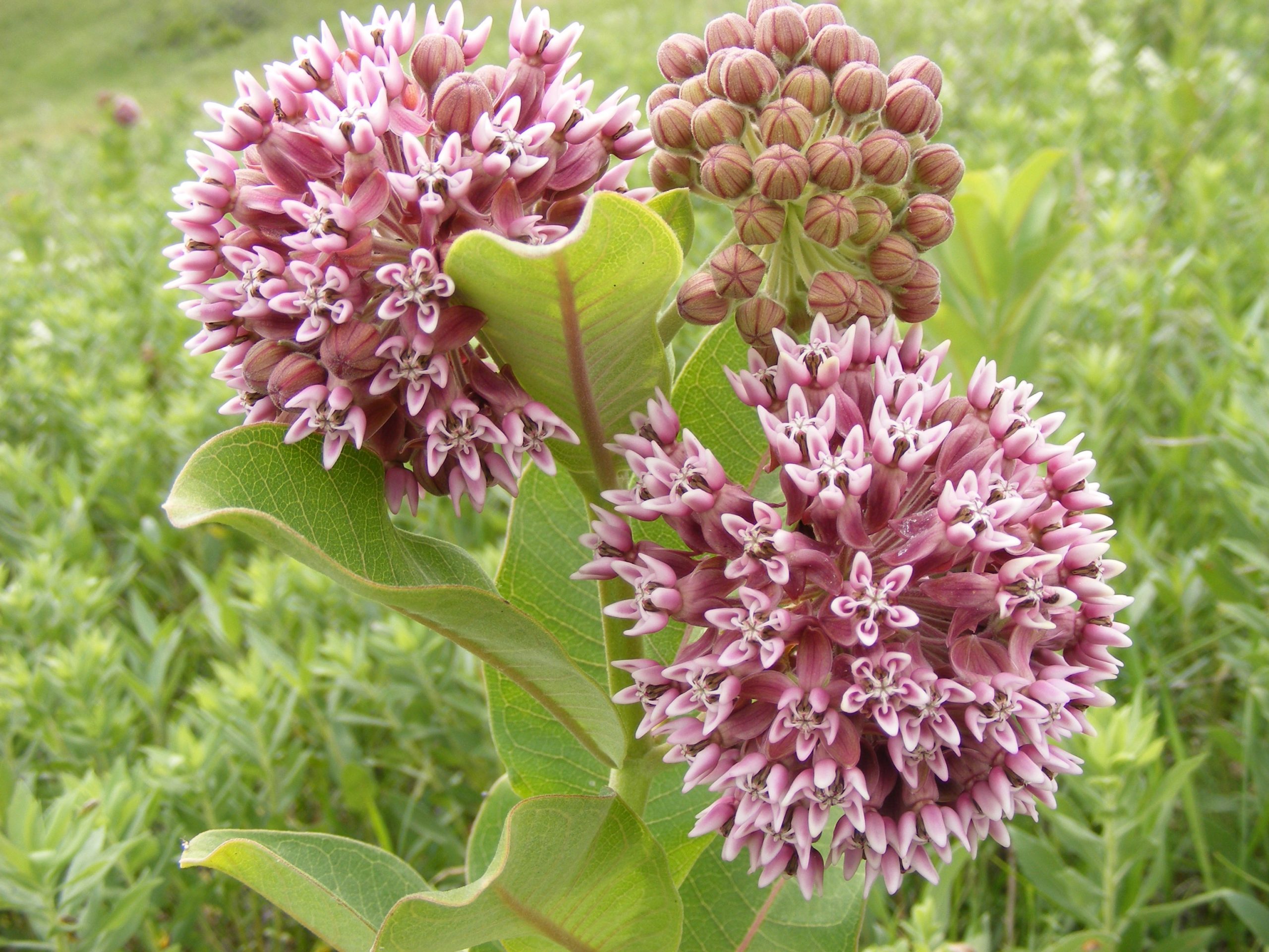 Maybe the plant most people recognize as “milkweed” Asclepias syriaca, or common milkweed, is native to North America.