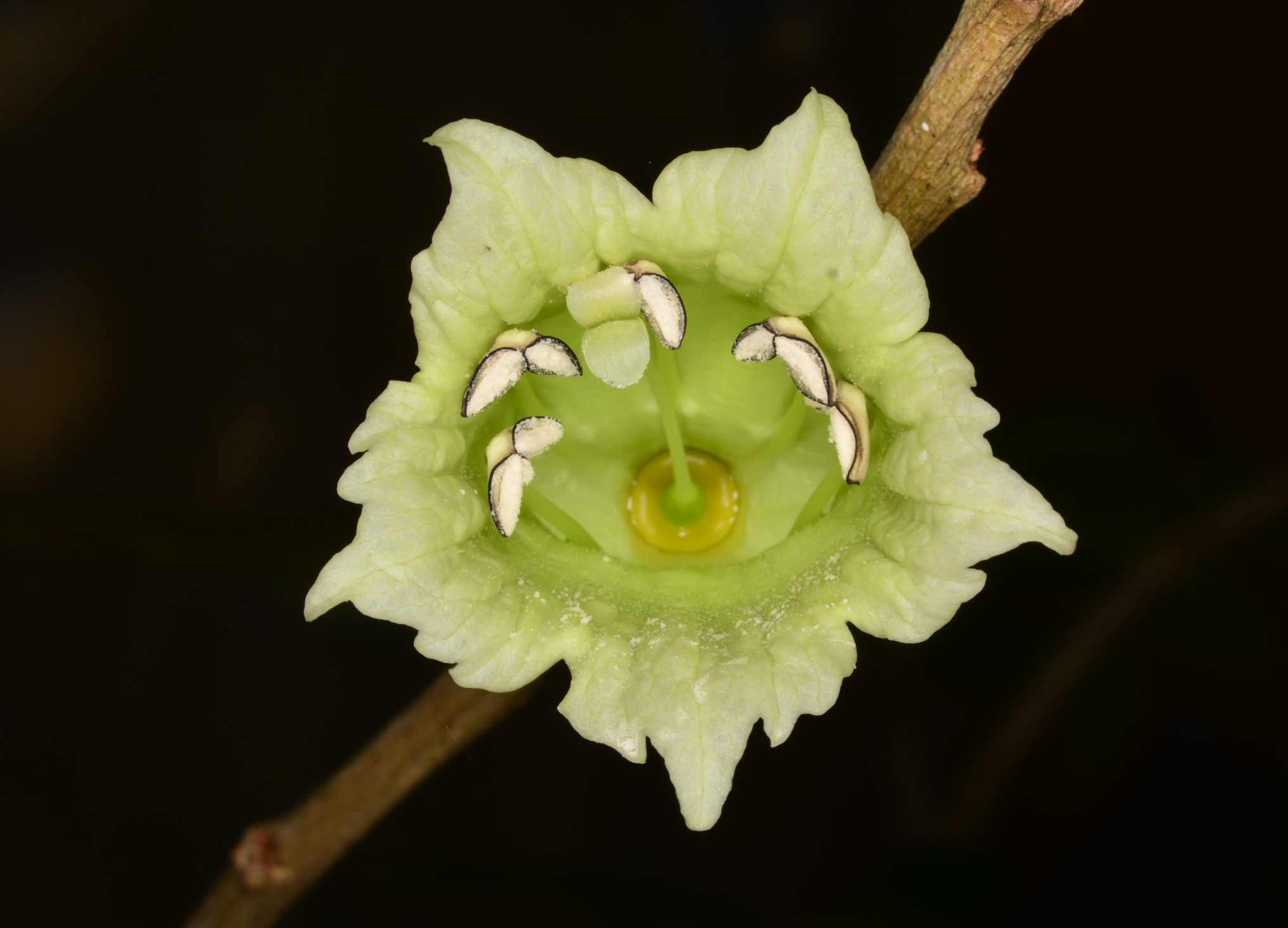 Flower of higuero de sierra (Crescentia portoricensis).