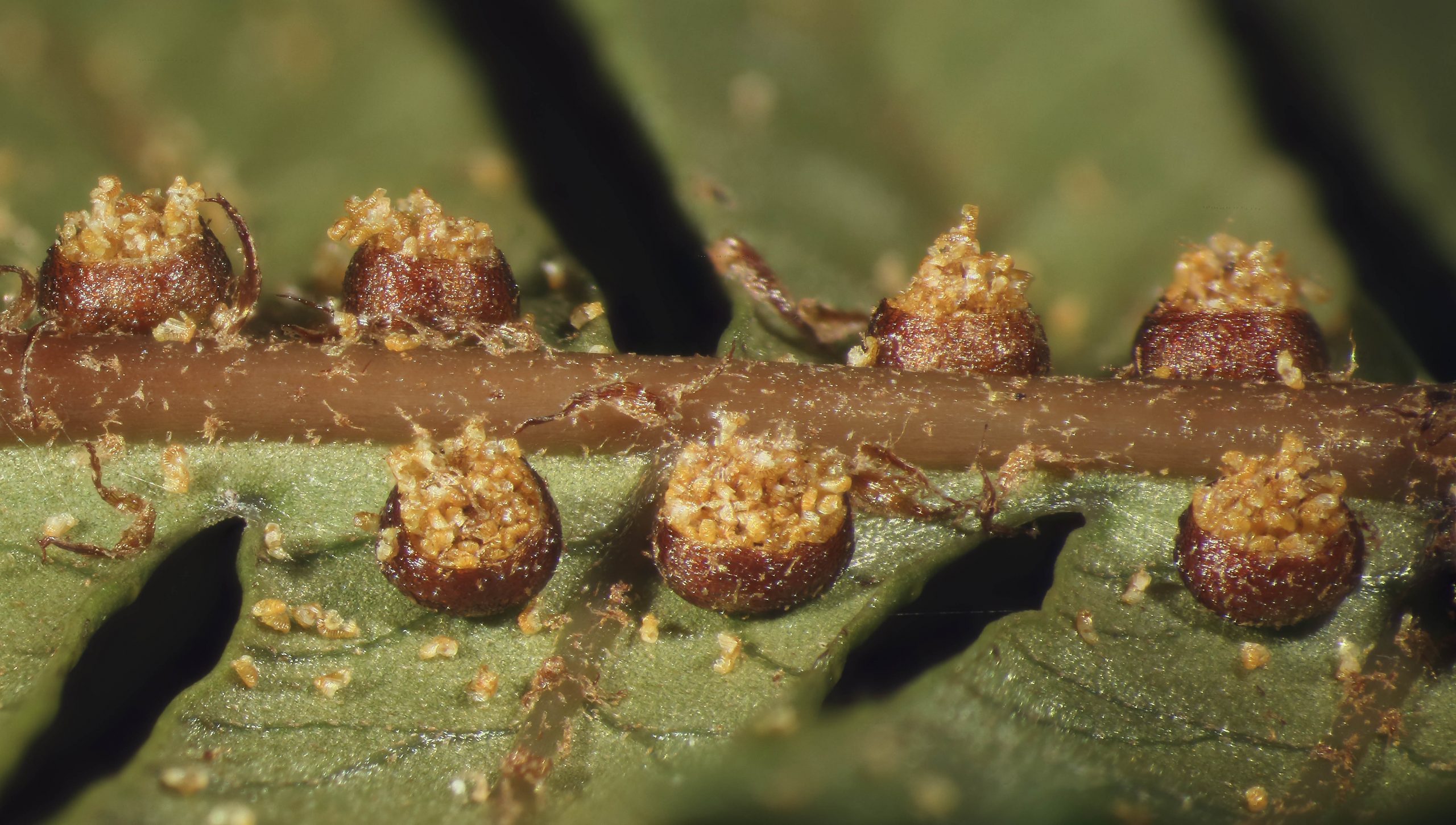 Cyathea dryopteroides sori after spore release.