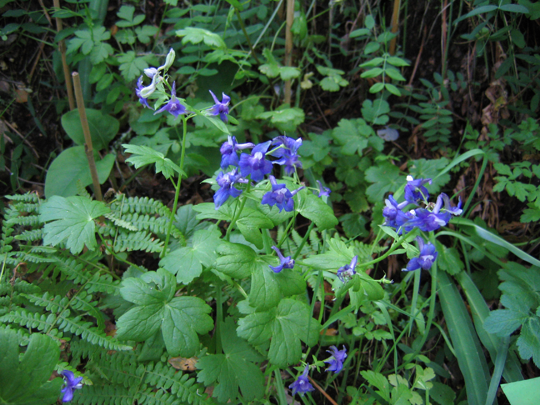 A blooming Delphinium bakeri larkspur