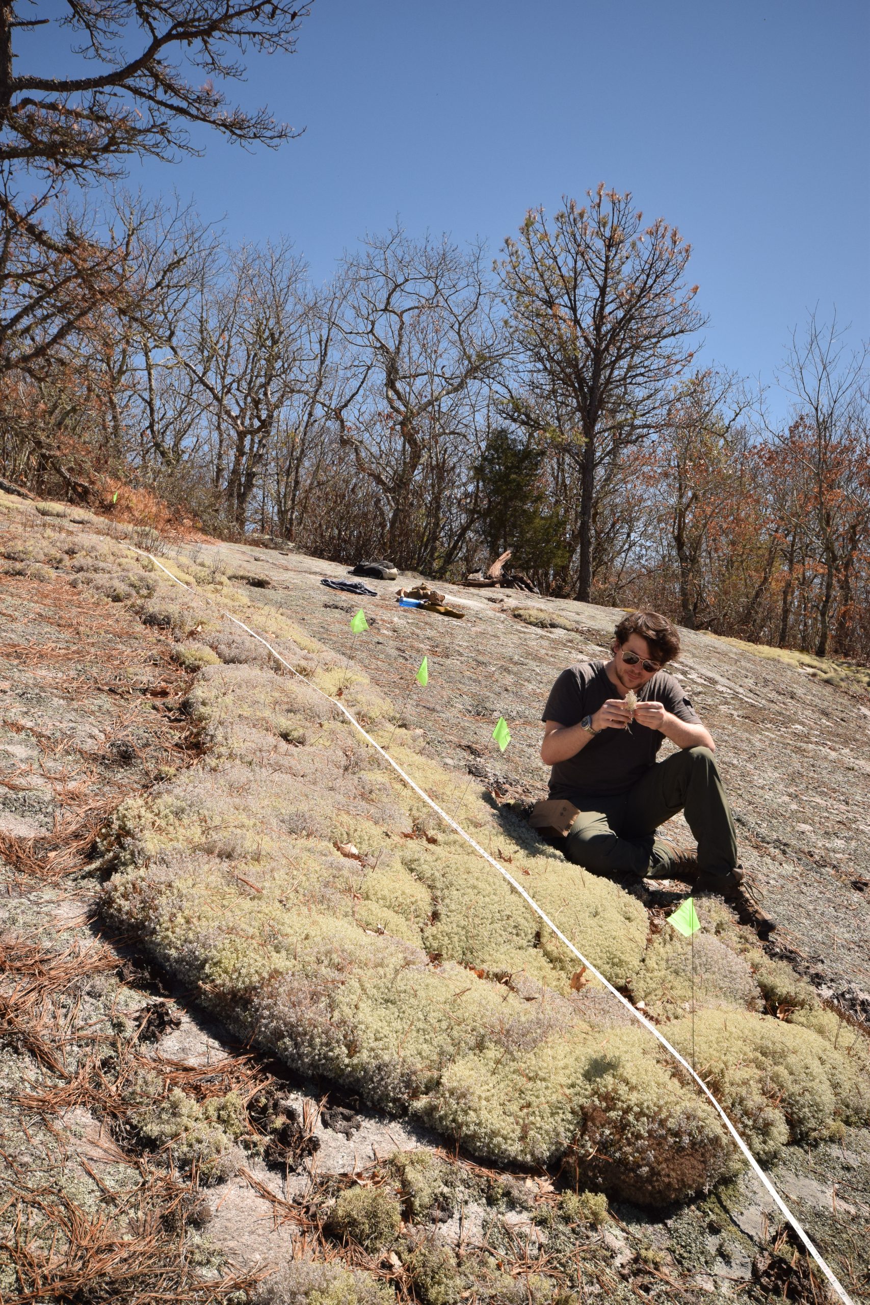 NYBG-CUNY graduate student Jordan Hoffman studying Cladonia (reindeer lichen) on Whiterock Mountain, Nantahala National Forest, North Carolina.