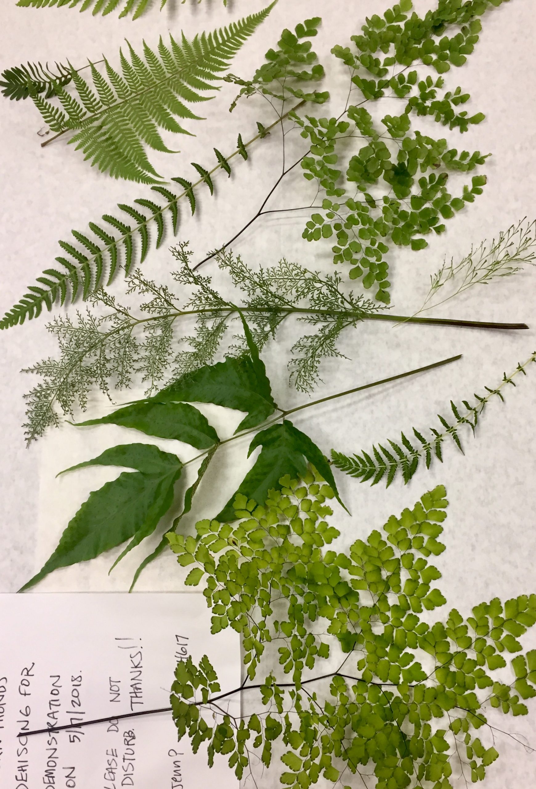 Some of the beautiful and varied ferns of southern Florida on display.