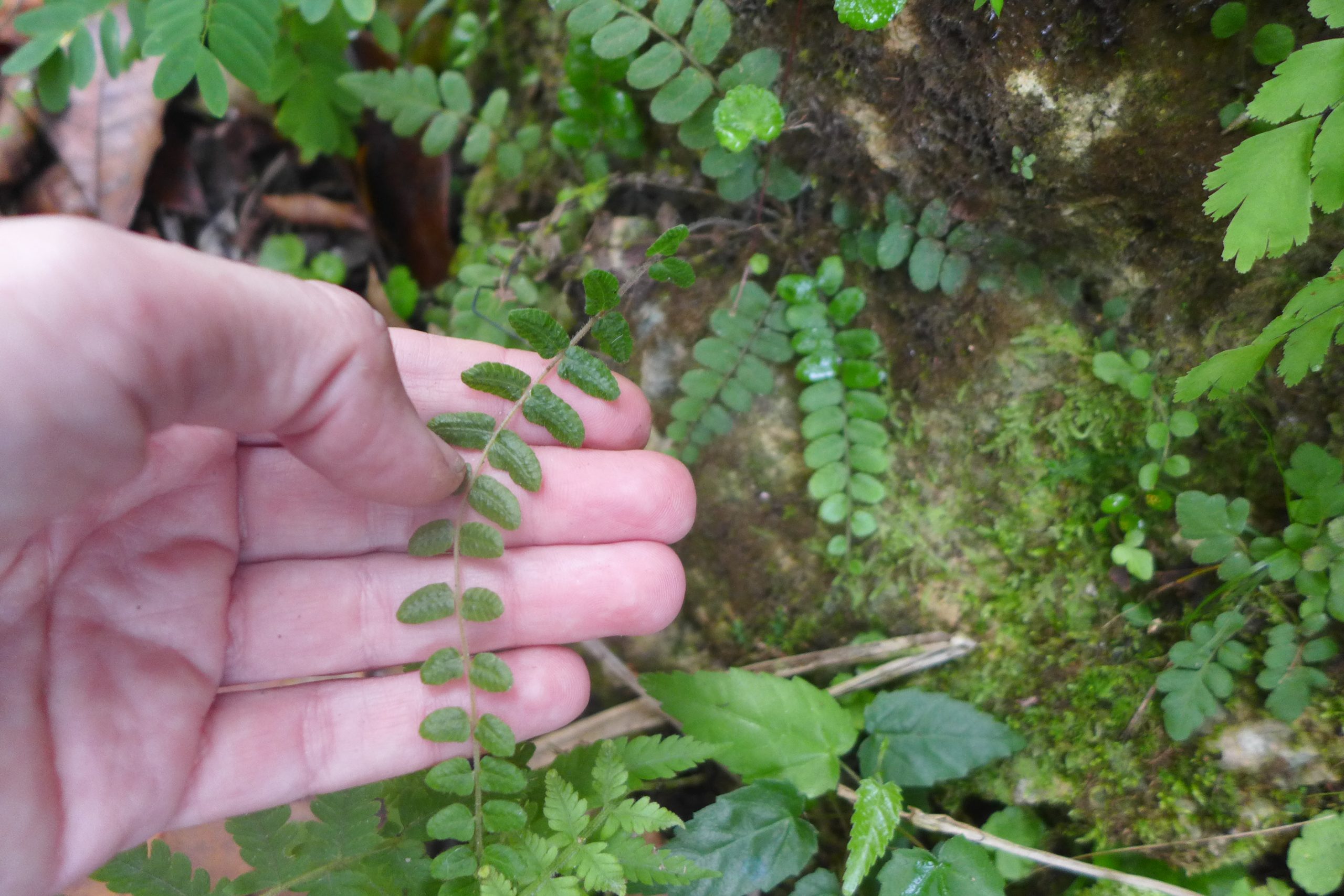 Goniopteris— is it Thelypteris verecunda or not? Hmm. Fern identification can be incredibly difficult, hindering the progress for some of the species and pointing to the need for more research.