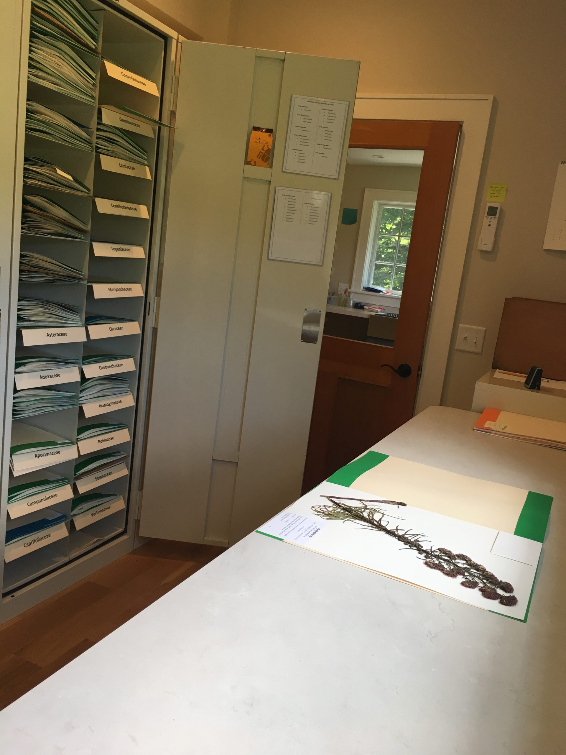 The new herbarium at Polly Hill Arborteum (PHARB) houses the vouchers collected as part of the ConServator project.