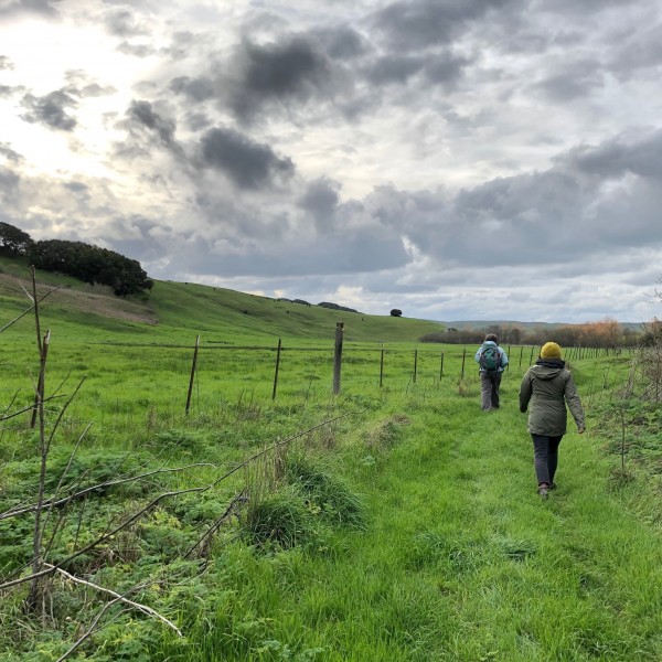 Many counties in the Bay Area are still under tighter restrictions, and the University of California has limited teams to identify only two team members to do field work. Coordinating the schedule of these two team members, given other COVID-19 impacts, is proving another challenge to conducting field work.