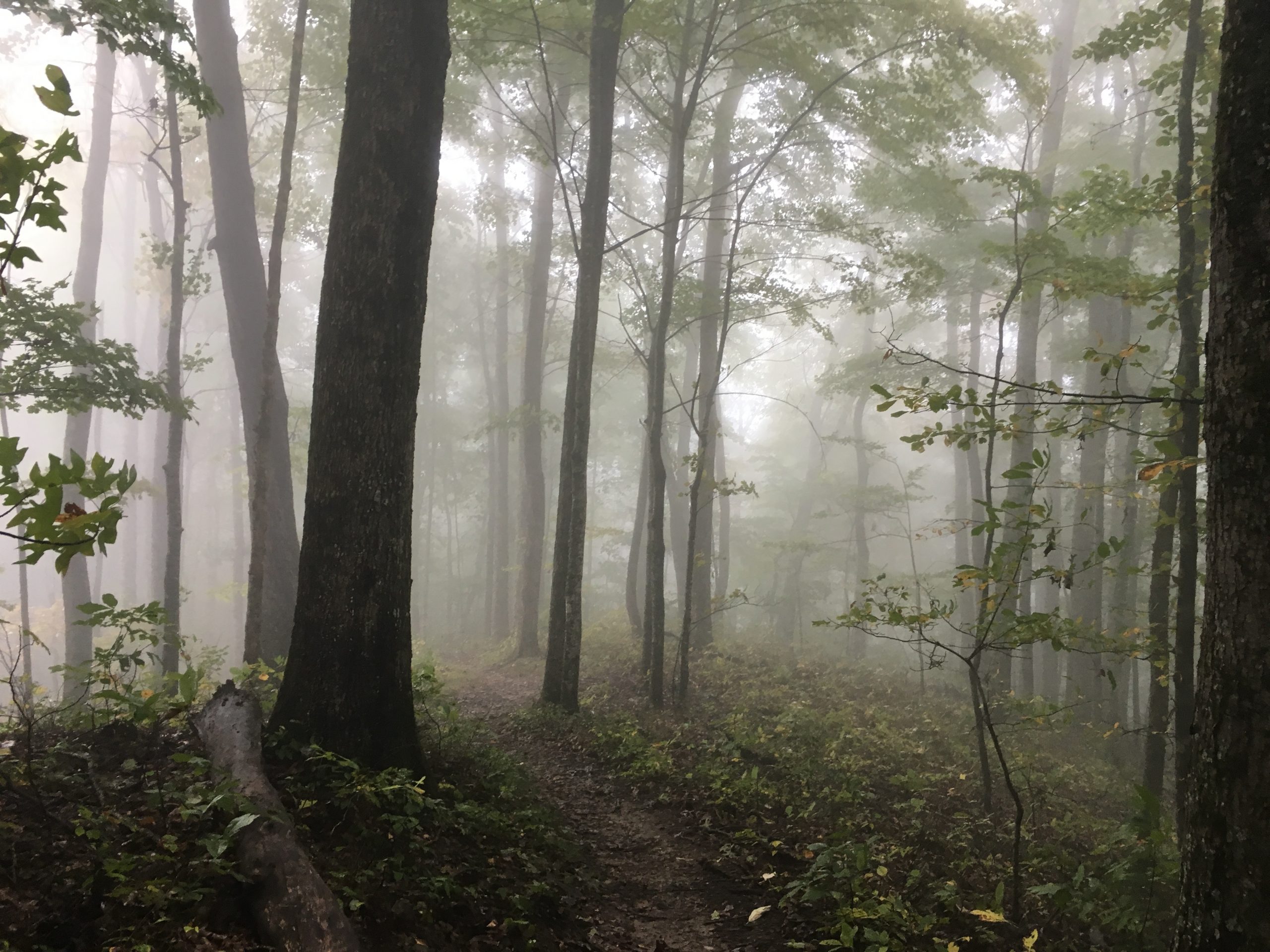 Foggy, hazy forest near Shuckstack, Great Smoky Mountains National Park, North Carolina. Much of the southern Appalachians are inundated by clouds and fog during some part of every day and this provides the moisture lichens need to thrive.