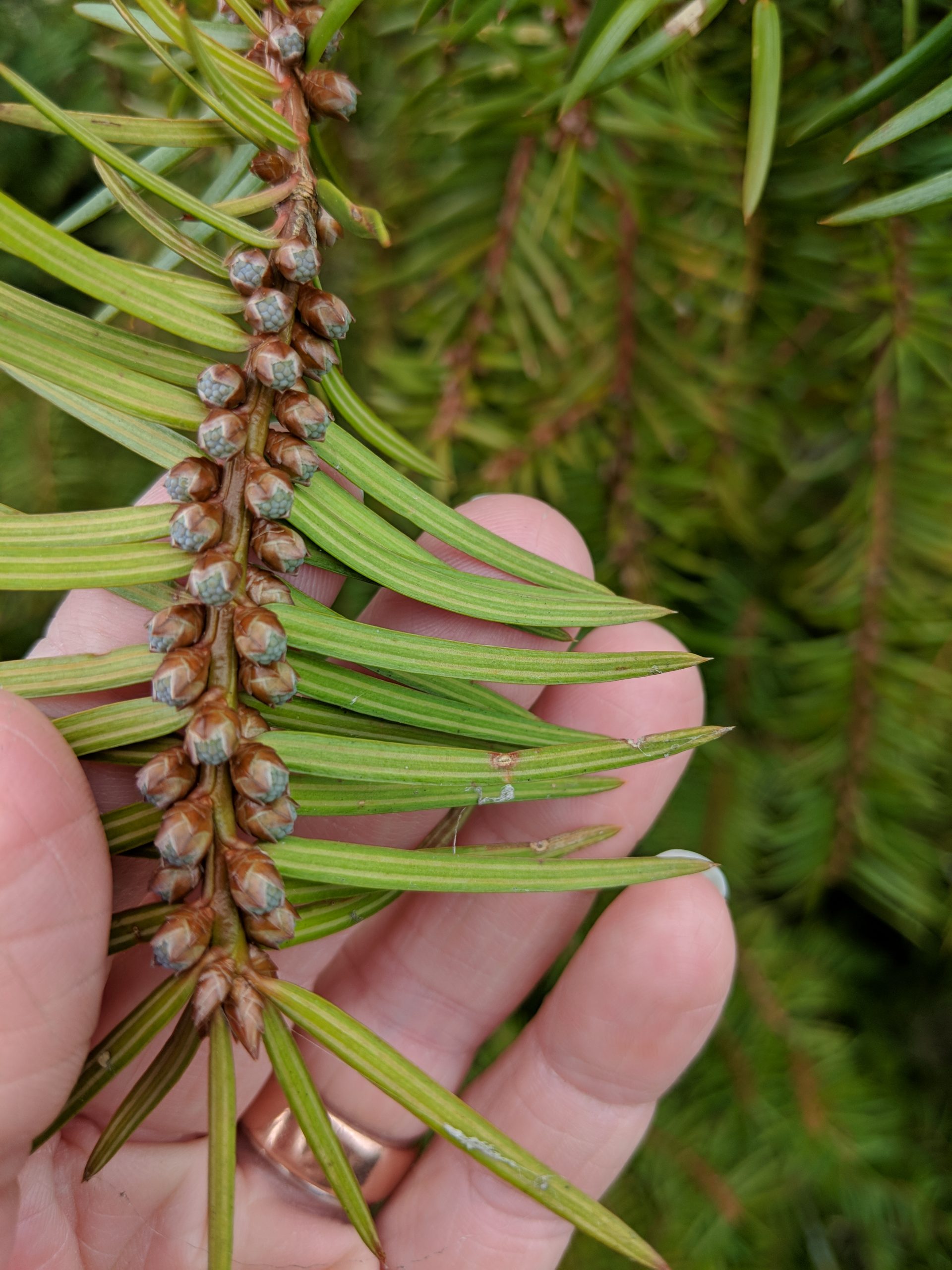 Few Florida torreya trees are producing cones in the wild. Many of the seeds the ABG team uses for conservation work come from their grove grown from cuttings.