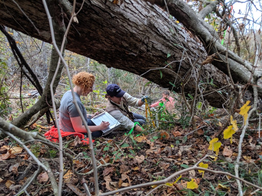 The Atlanta Botanical Garden team collects data on surviving trees, between 35 and 100 cm tall, some just missing disaster from 2018’s Hurricane Michael.
