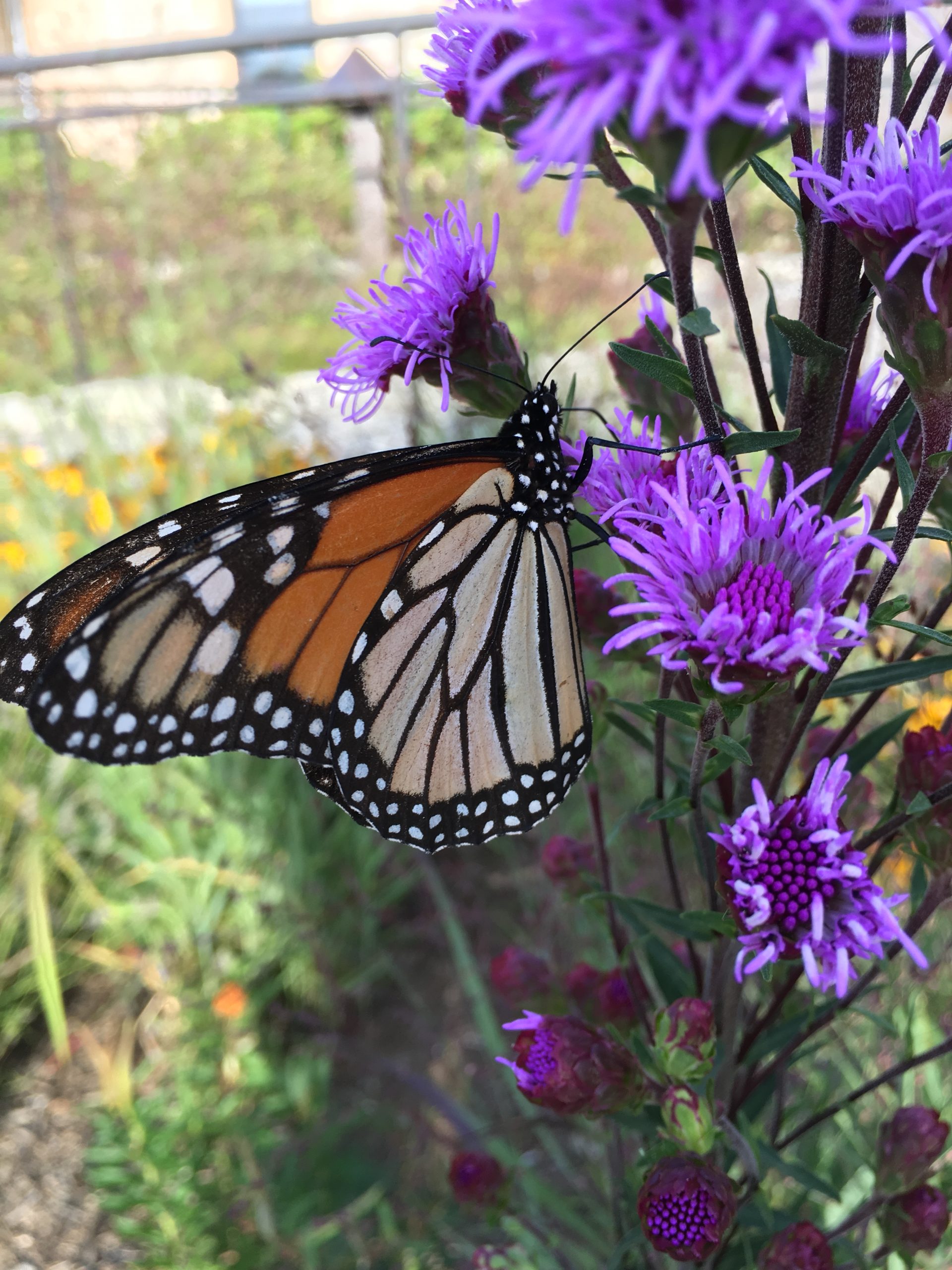 Butterfly on blazing star.