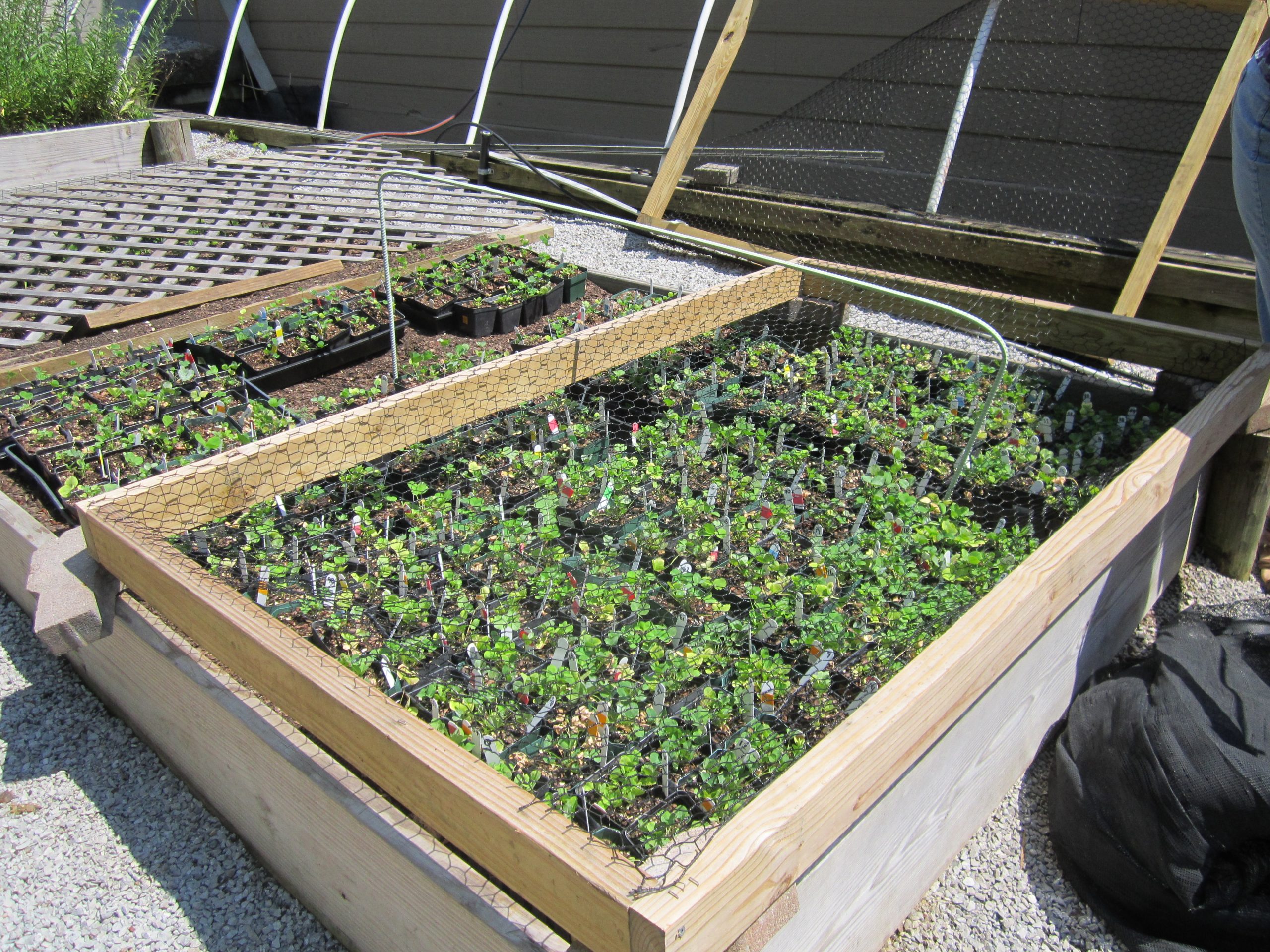 Buffalo running clover was slowly moved from test tube to greenhouse and eventually outdoors.