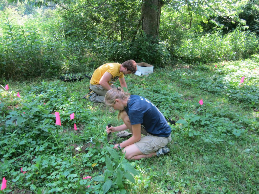 Some of the Kentucky-bound plants grown by CREW went to property owned by the Eastern Kentucky University – where the CREW team was able to participate in a 2012 outplanting effort.