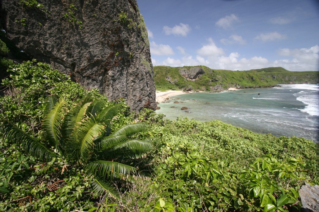 Micronesian cycad (Cycas micronesica), growing in Guam.