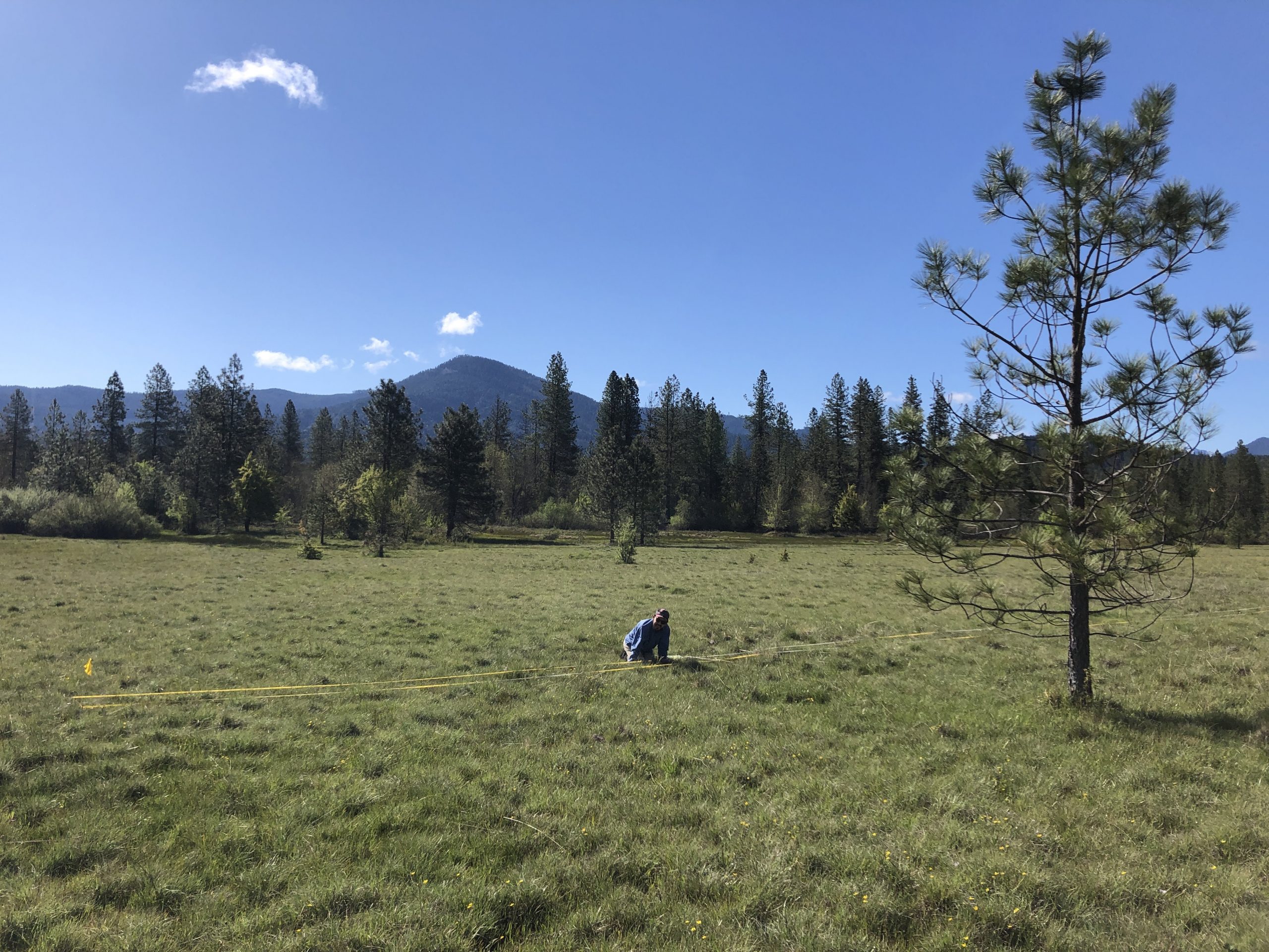 Monitoring Cook’s desert parsley (Lomatium cookii) required overnight travel for the IAE team. They travelled and camped completely separately to abide by health guidelines and got the work done.