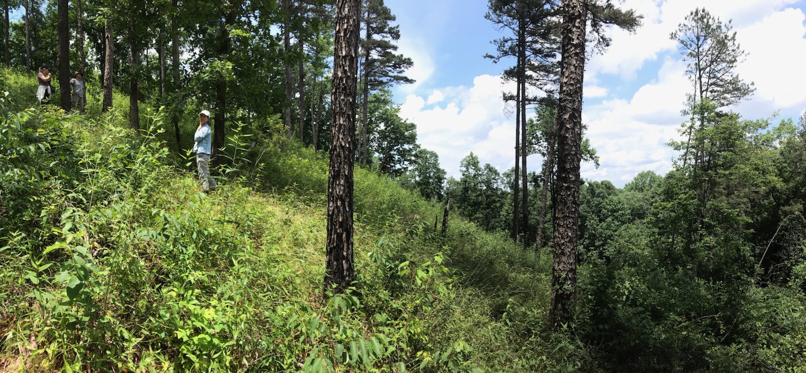 Smooth coneflower reintroduction site in the restored oak-hickory glade.