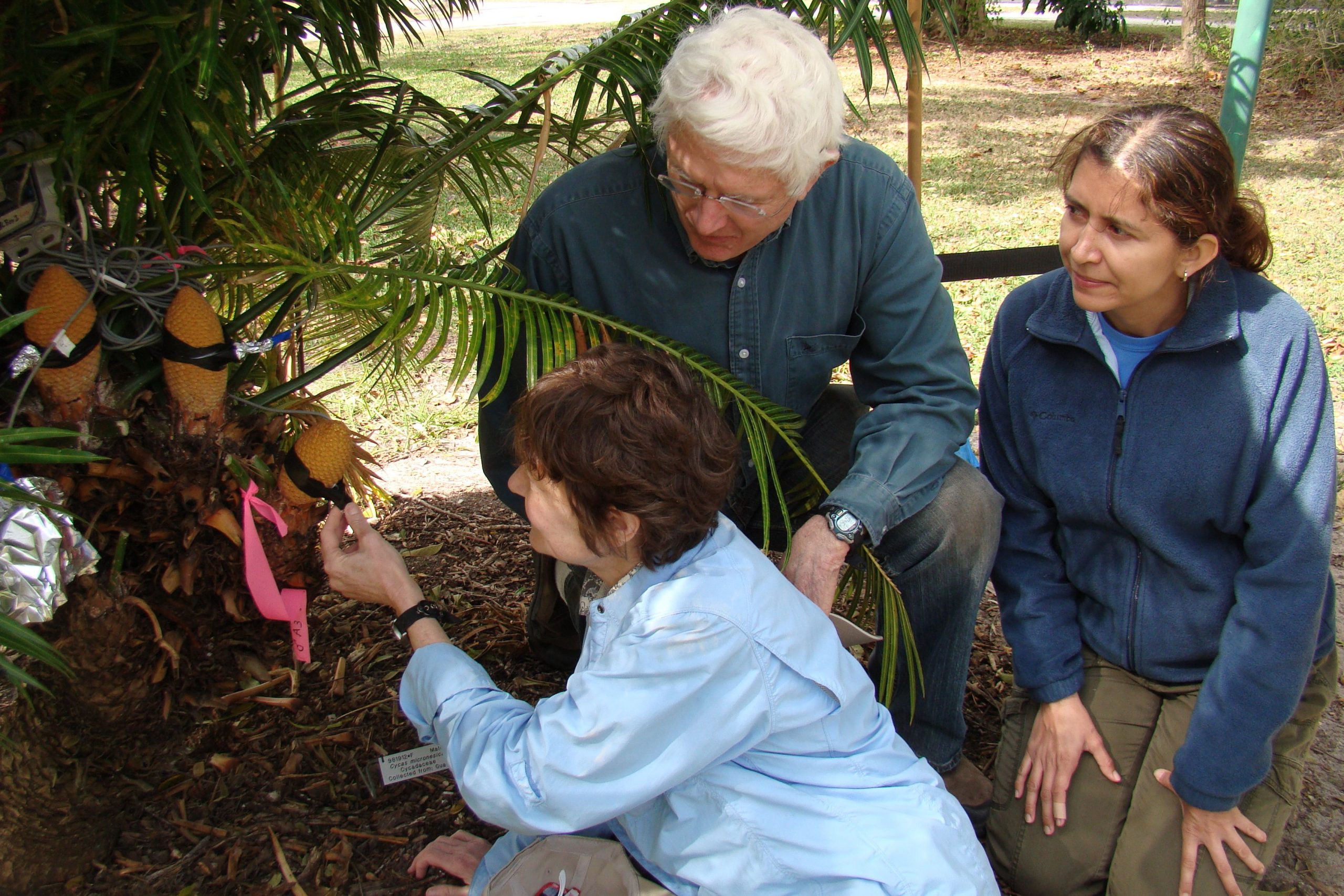 Irene Terry, Robert Roemer, and Claudia Calonje gather temperature data from male Cycas micronesica cones. Ex situ collections are key to both conservation and research.