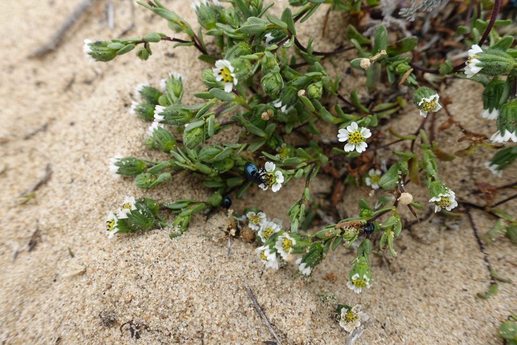 The plants that are recognized as rare, threatened or endangered in California, such as this beach layia (Layia carnosa) will have seed collections funded with the newly legislated funds.