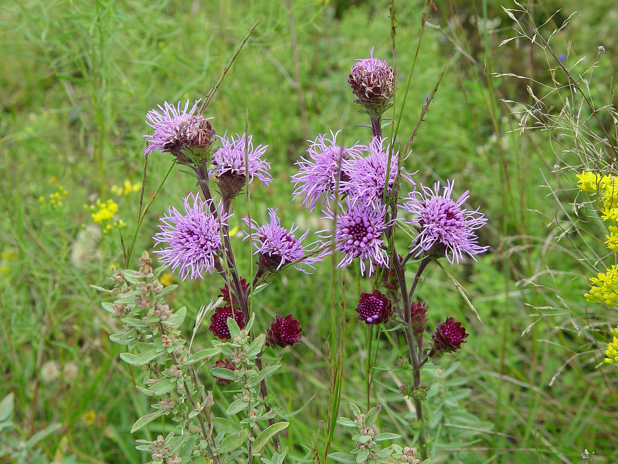 New England blazing star (Liatris scariosa var. novae angliae)