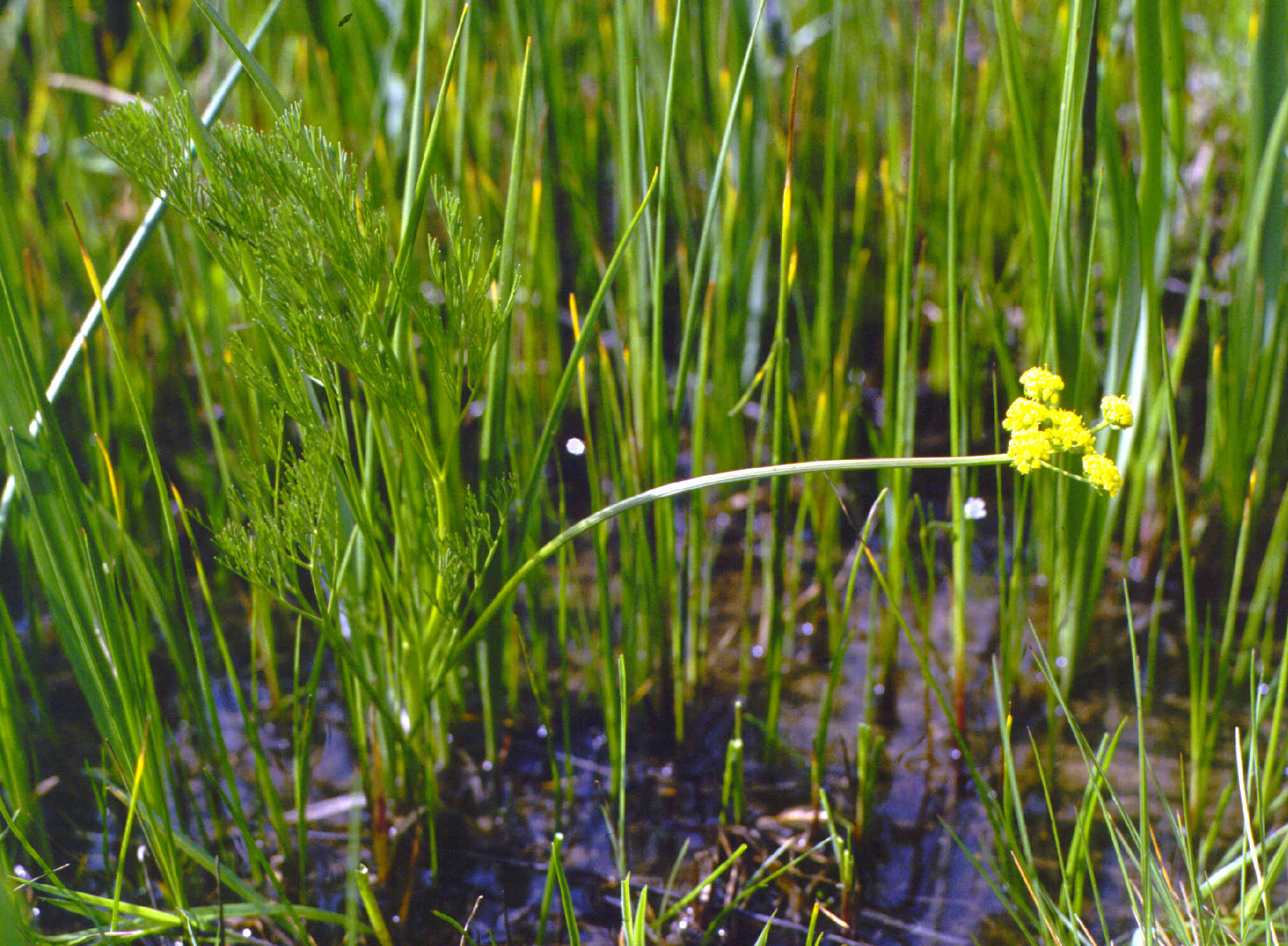 Bradshaw’s desert parsley grows in wet grassland habitats, especially in areas of heavy disturbance, such as frequent fire.