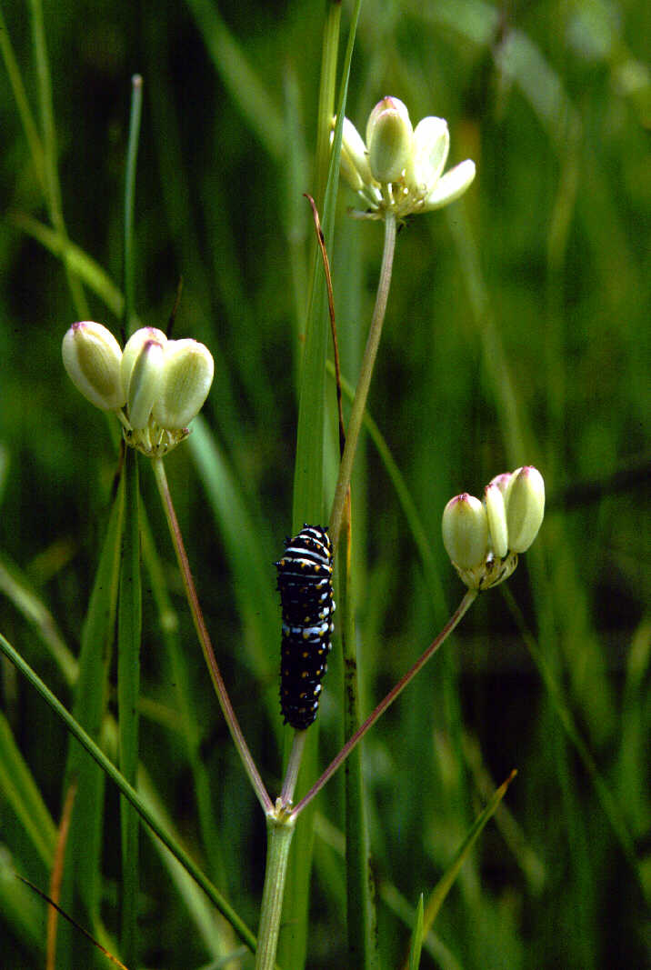 Rare plants are important components of ecosystems – here Bradshaw’s lomatium supports a swallowtail caterpillar. The plant blooms early and is actually an important source of nectar for pollinators early in the season when little else is in bloom.