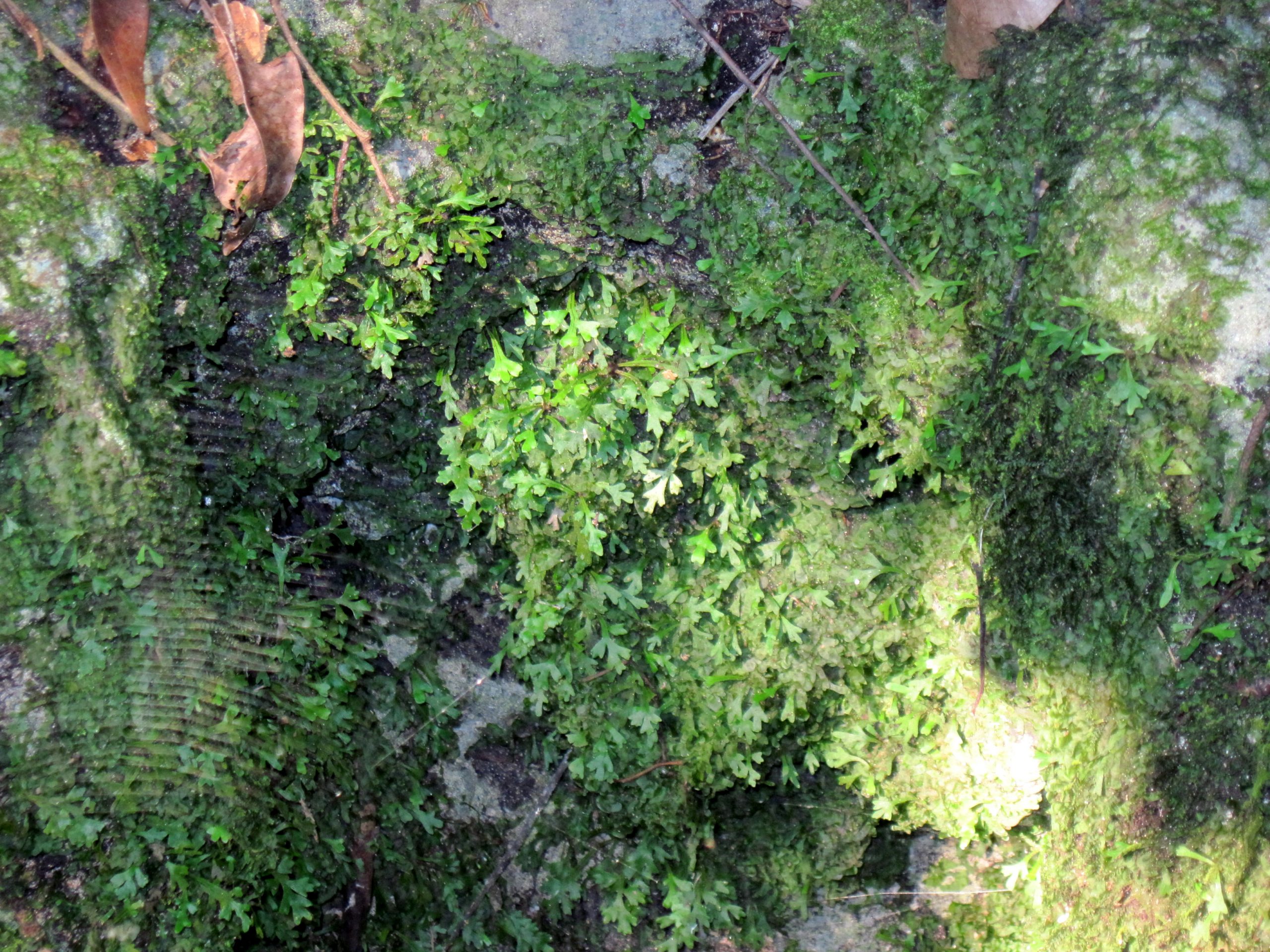 Juveniles of the rare holly leaf fern (Lomariopsis kunzeana).