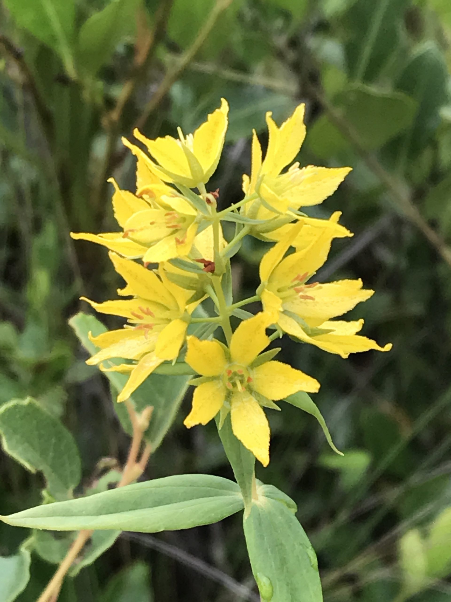 Photo of federally endangered rough-leaved loosestrife (Lysimachia asperulifolia)