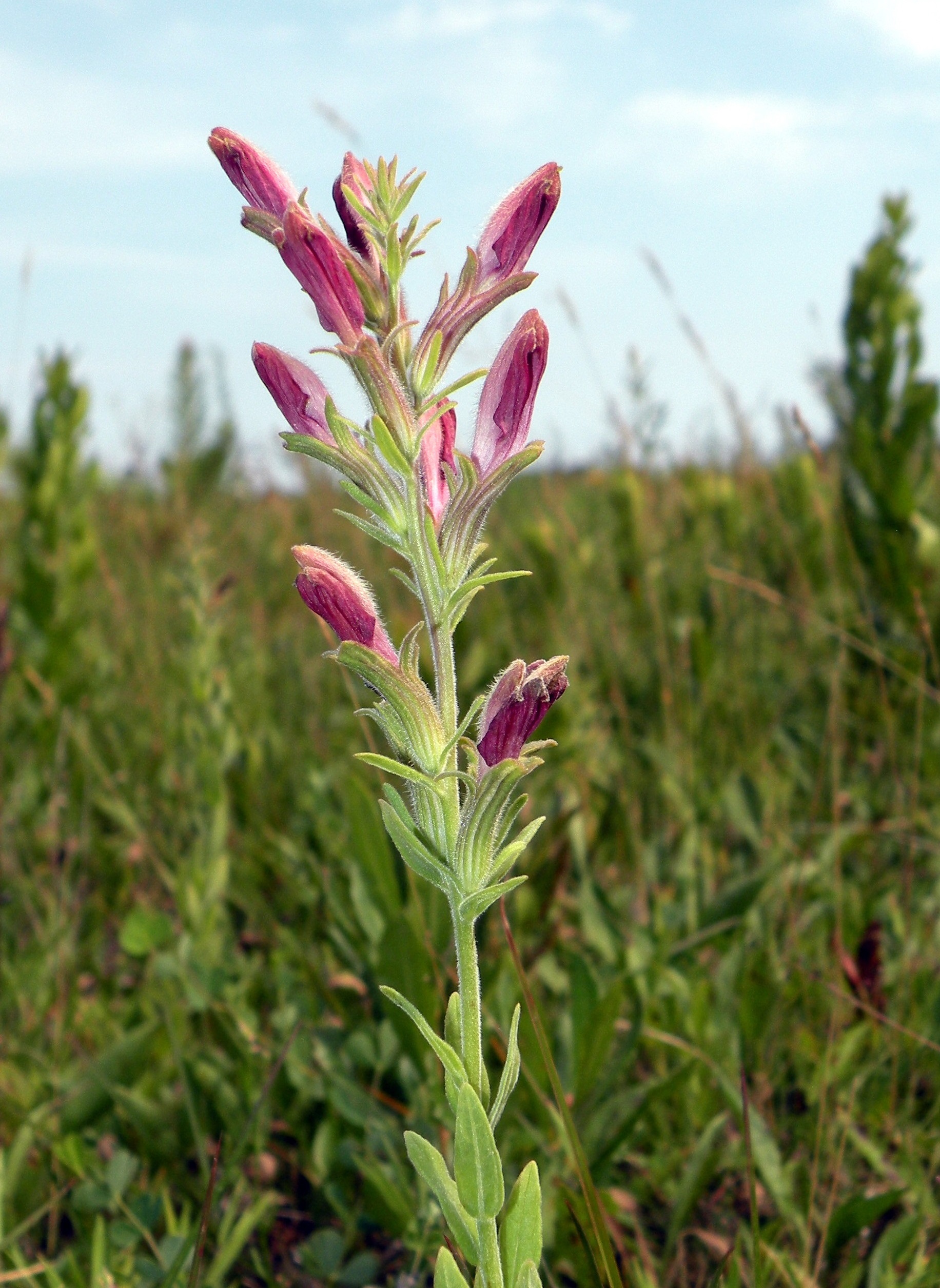 Native Plant Trust has agreements with Natural Heritage Programs throughout New England. So when one of their volunteers discovered a population of chaff-seed, it was added to Massachusetts' dataset. While conducting surveys in Massachusetts in July, PCV Doug McGrady came across population of chaff-seed - a federally endangered species that hadn't been seen in the state since 1965. Photo credit Doug McGrady, courtesy of New England Wildflower Society