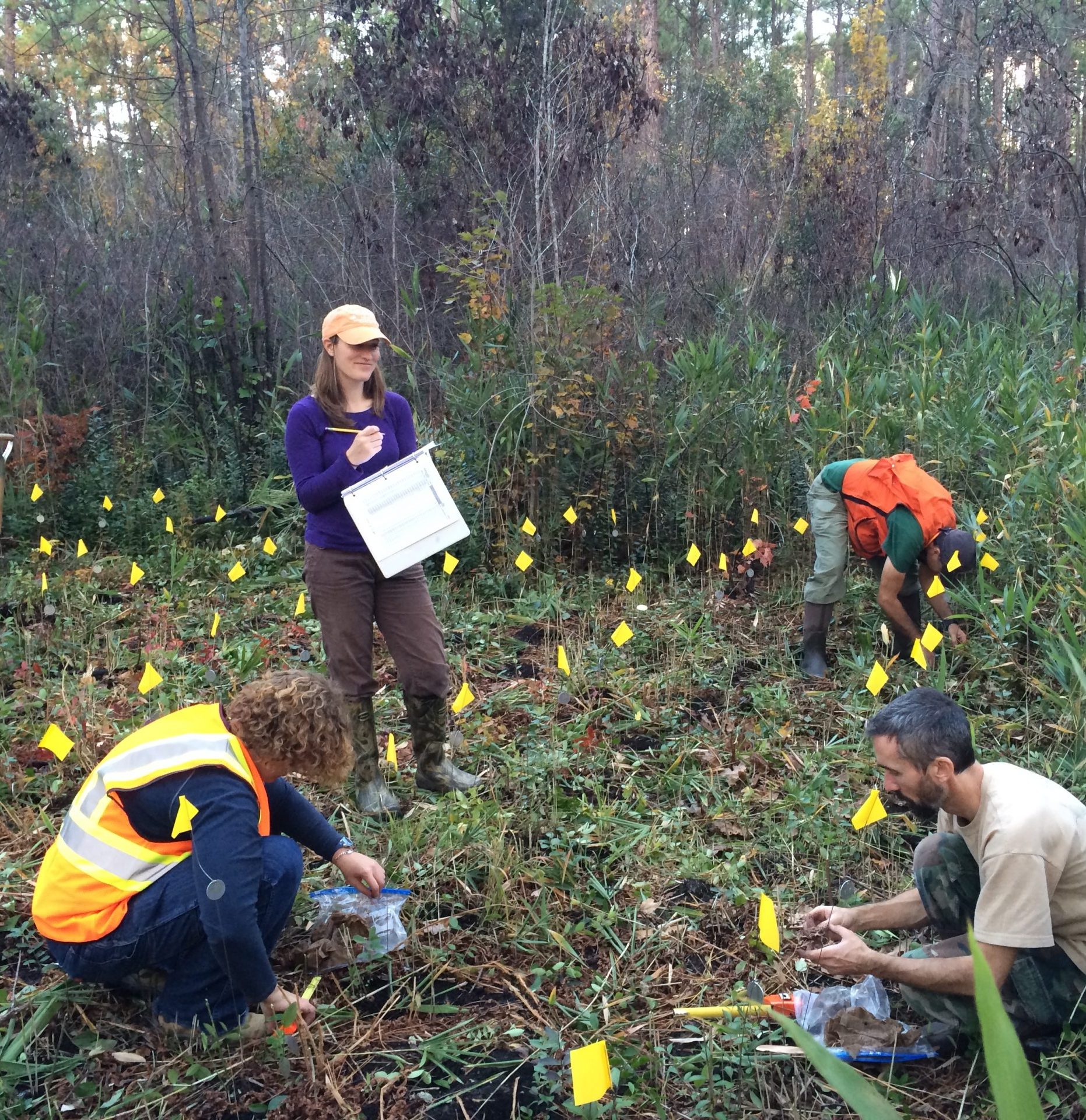 Matt Hohmann, Wade Wall (USACE), Laura Robinson (NC NHP), and NCBG staff plant Lysimachia asperulifolia.