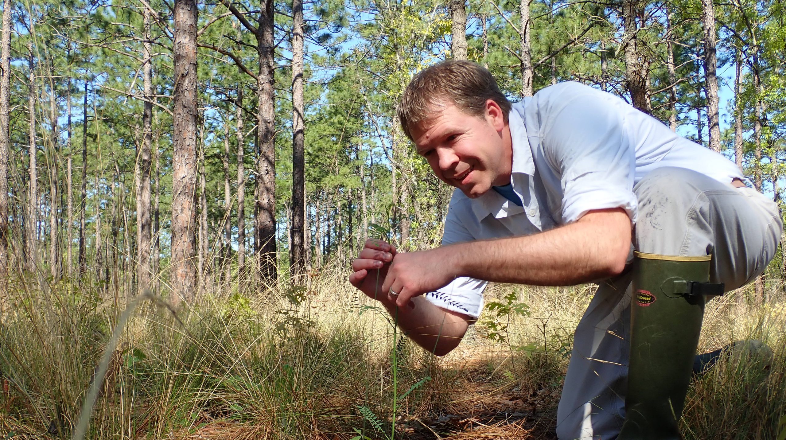 North Carolina Botanical Garden conservationist, Mike Kunz, monitoring Astragalus michauxii on Fort Bragg.