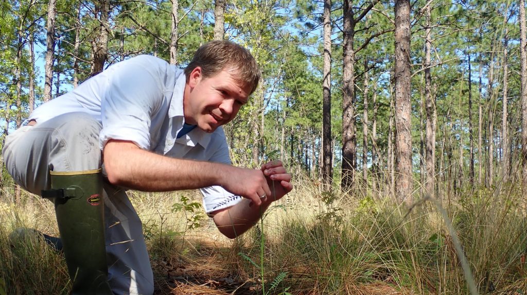 North Carolina Botanical Garden conservationist, Mike Kunz, monitoring Astragalus michauxii on Fort Bragg.