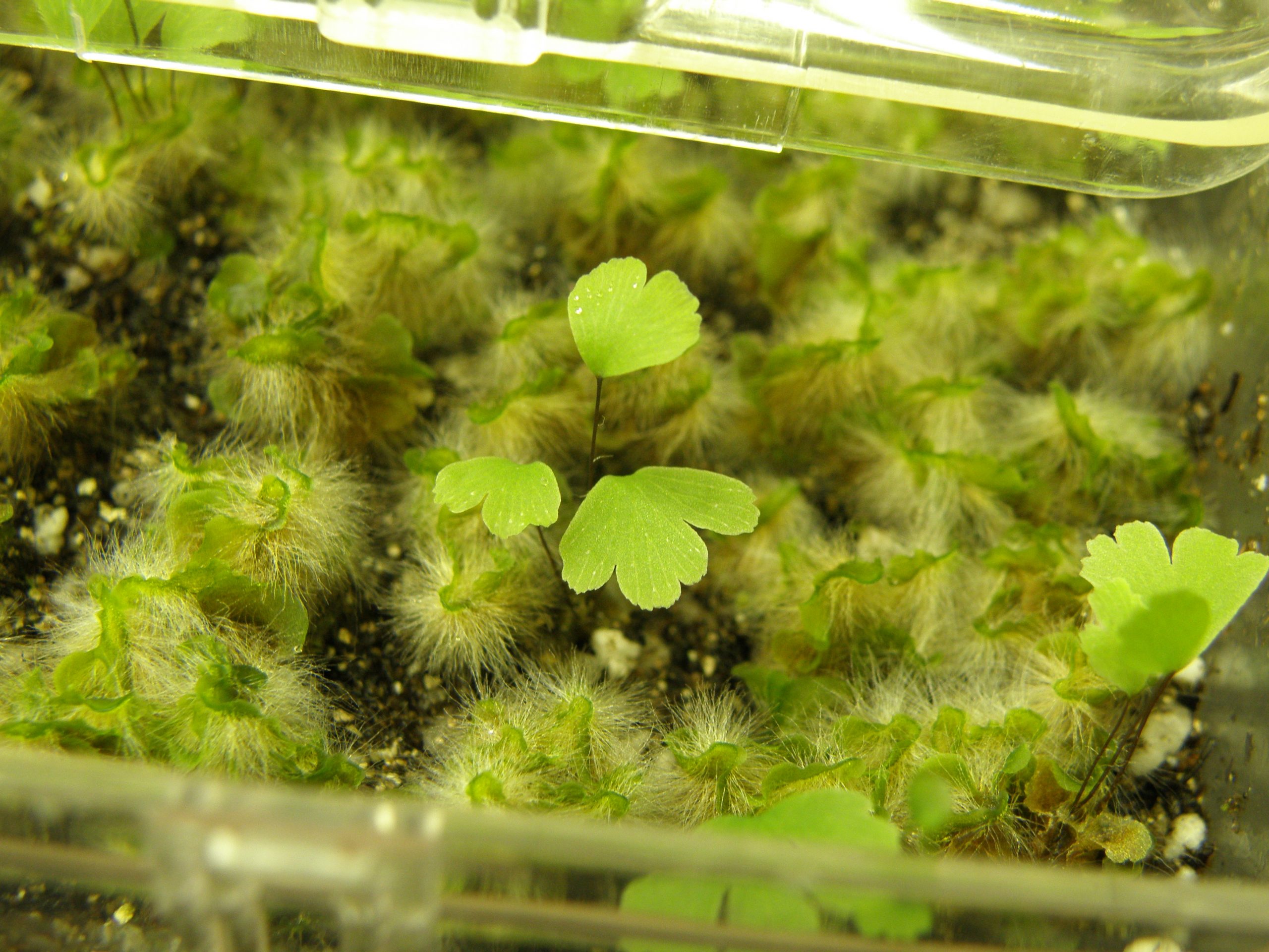 Silver dollar fern (Adiantum peruvianum) puts on vegetative growth while in a growth box.