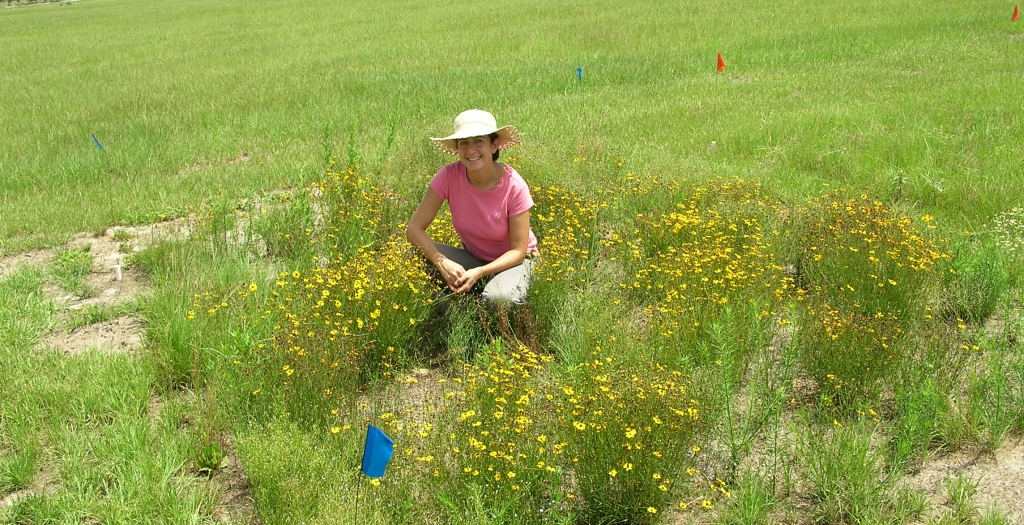 Anne Frances Monitoring wildflower plots in Citra FL Coreopsis leavenworthii ca 2006