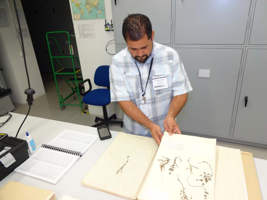 Examining material of Peperomia spp. from the Lesser Antilles at the herbarium of the Natural History Museum, UK.