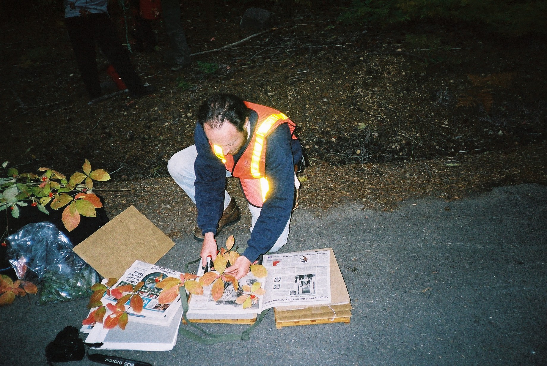 Collecting trips can mean late nights, here Michael Way presses leaves of dogwood (Cornus spp.) in Oregon.