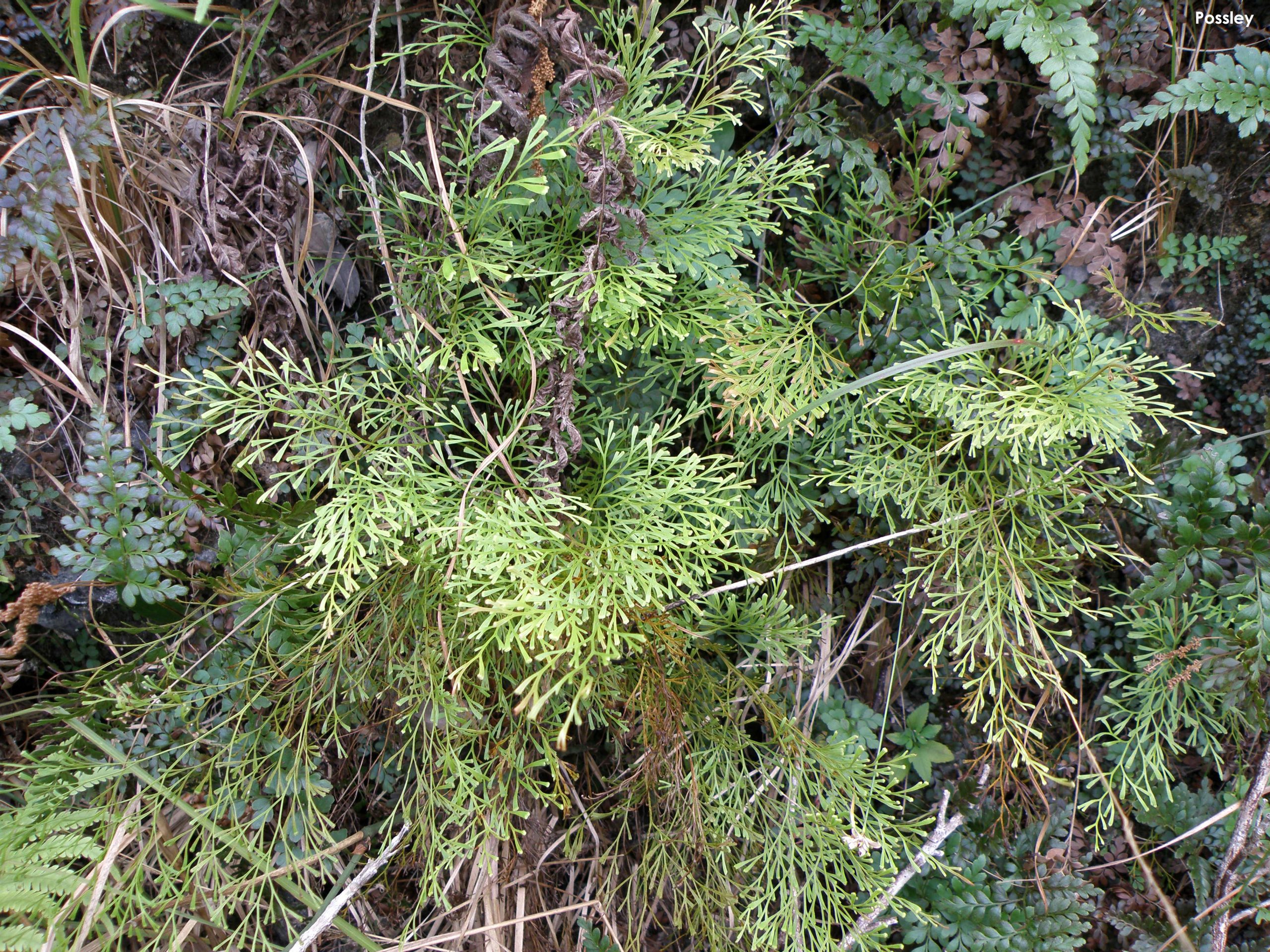 Wedgelet fern (Odontosoria clavata) is a rare plan of the pine rocklands in South Florida.