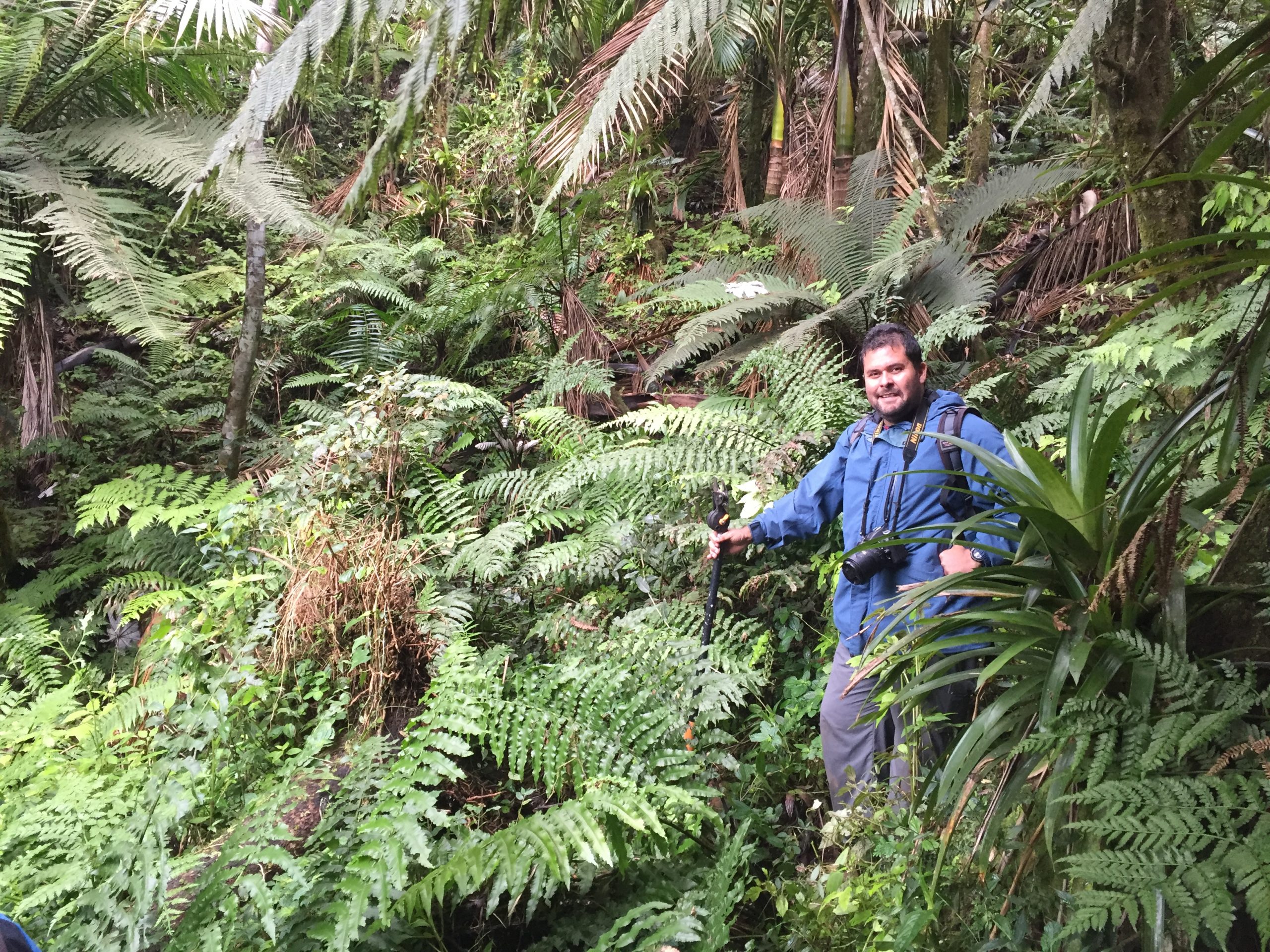 USFWS biologist Omar Monsegur-Rivera (this month’s Conservation Champion), here in the newly discovered valley with dozens of Cyathea dryopteroides, was instrumental in the realization of this collaborative project.