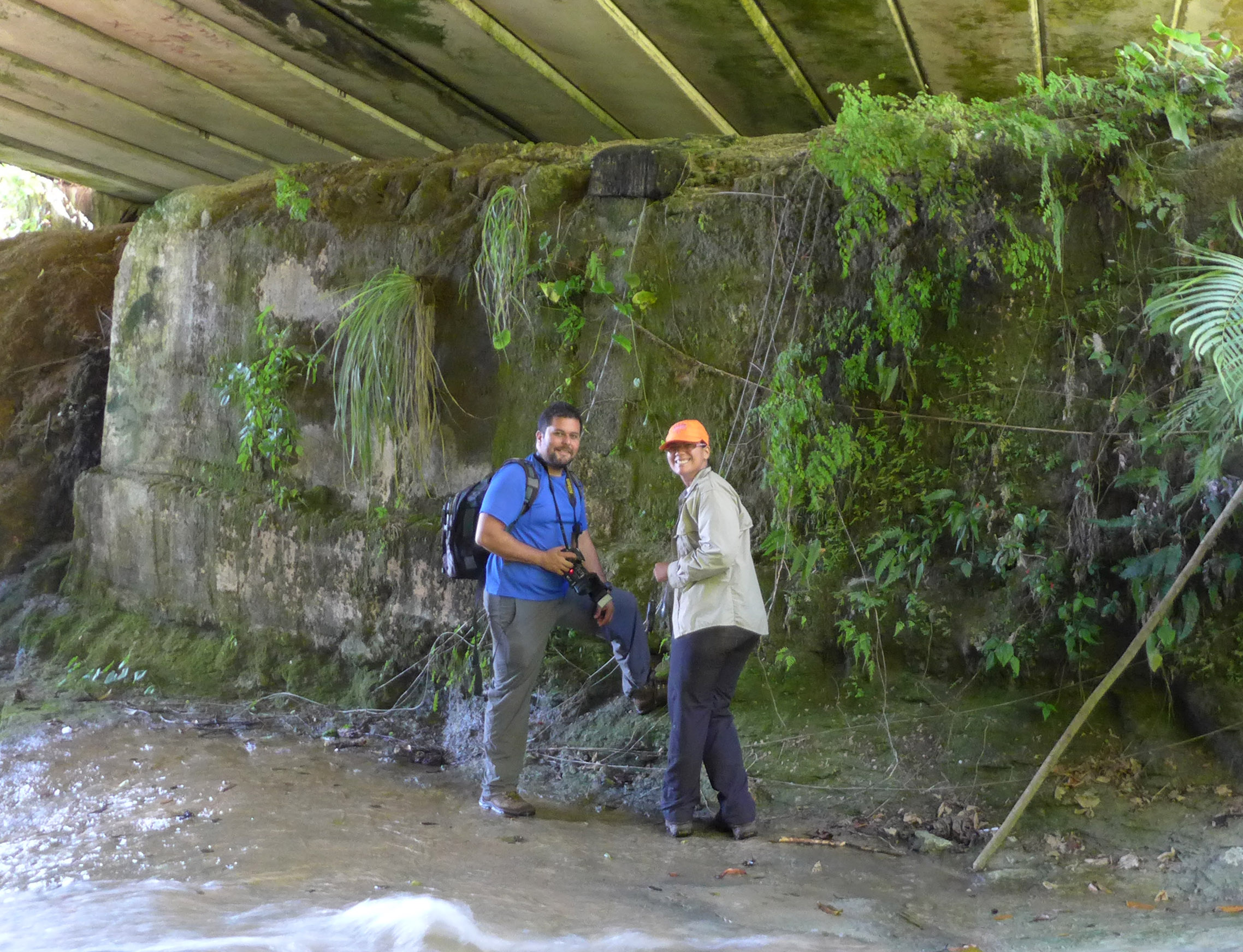 Omar Monsegur-Rivera and Barbara Sanchez look for Thelypteris verecunda beneath a bridge.