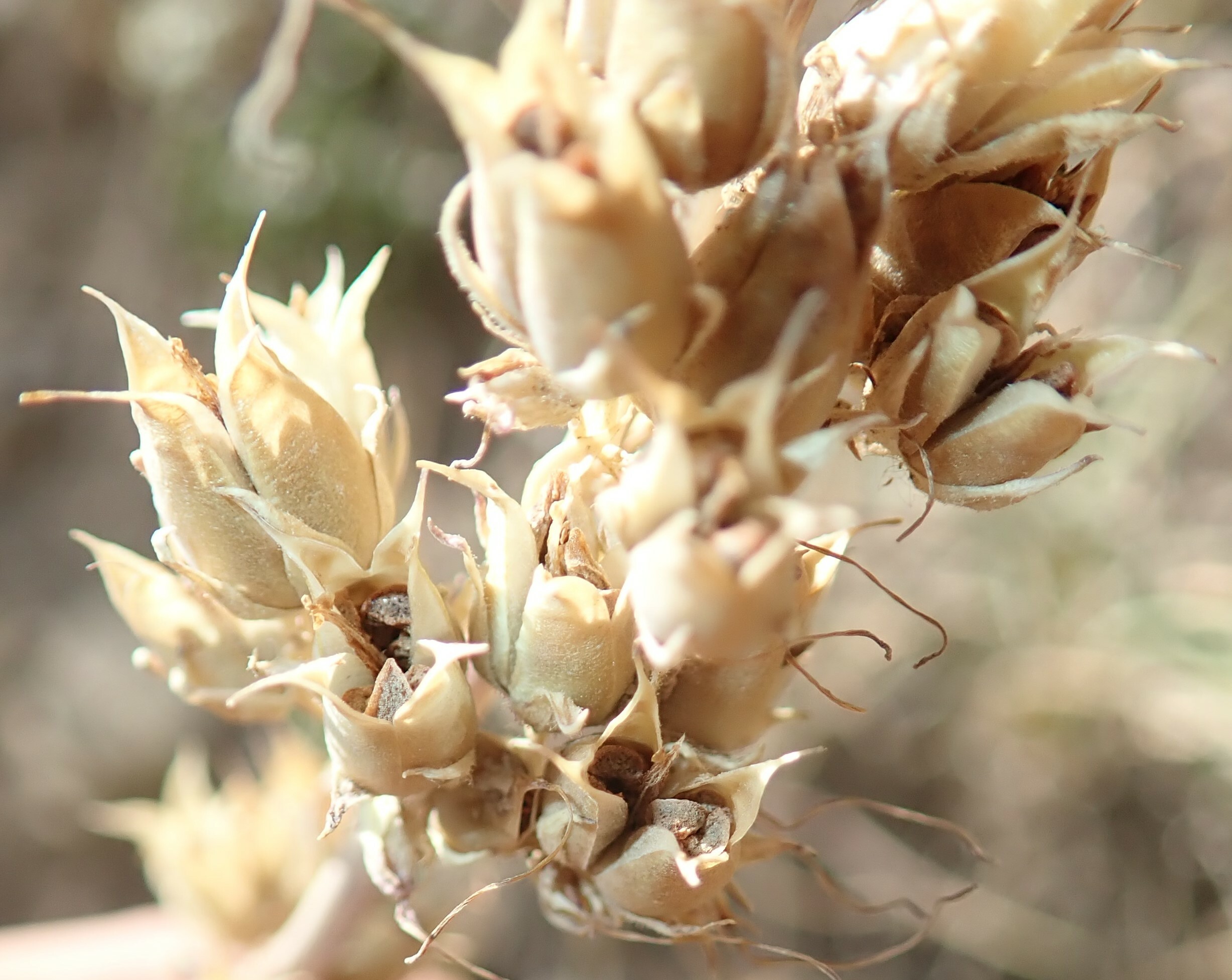 Seedpod that is just opening with the mature seeds visible inside.