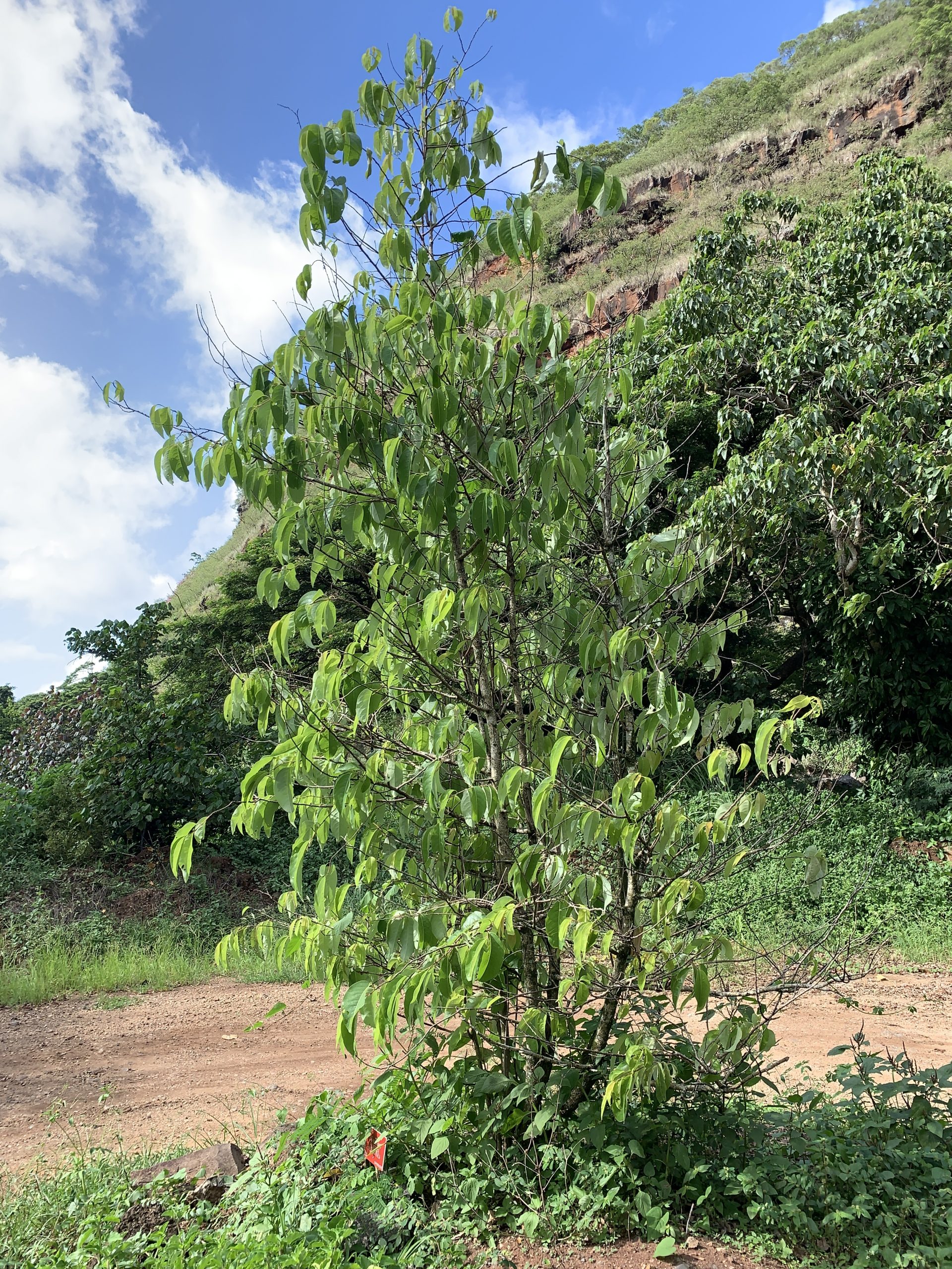 Mehamehame (Fluggea neowawraea) trees.