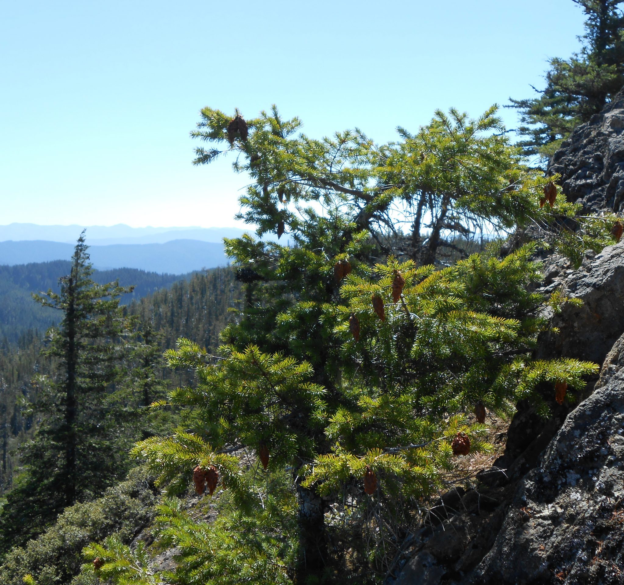 Picea breweriana at summit Iron Mountain Oregon.