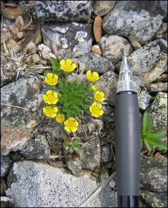 Robbins’ cinquefoil (Potentilla robbinsiana)