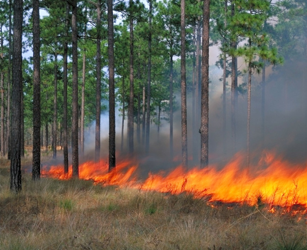 Prescribed fire burns the lonleaf sandhills on Fort Bragg, NC.