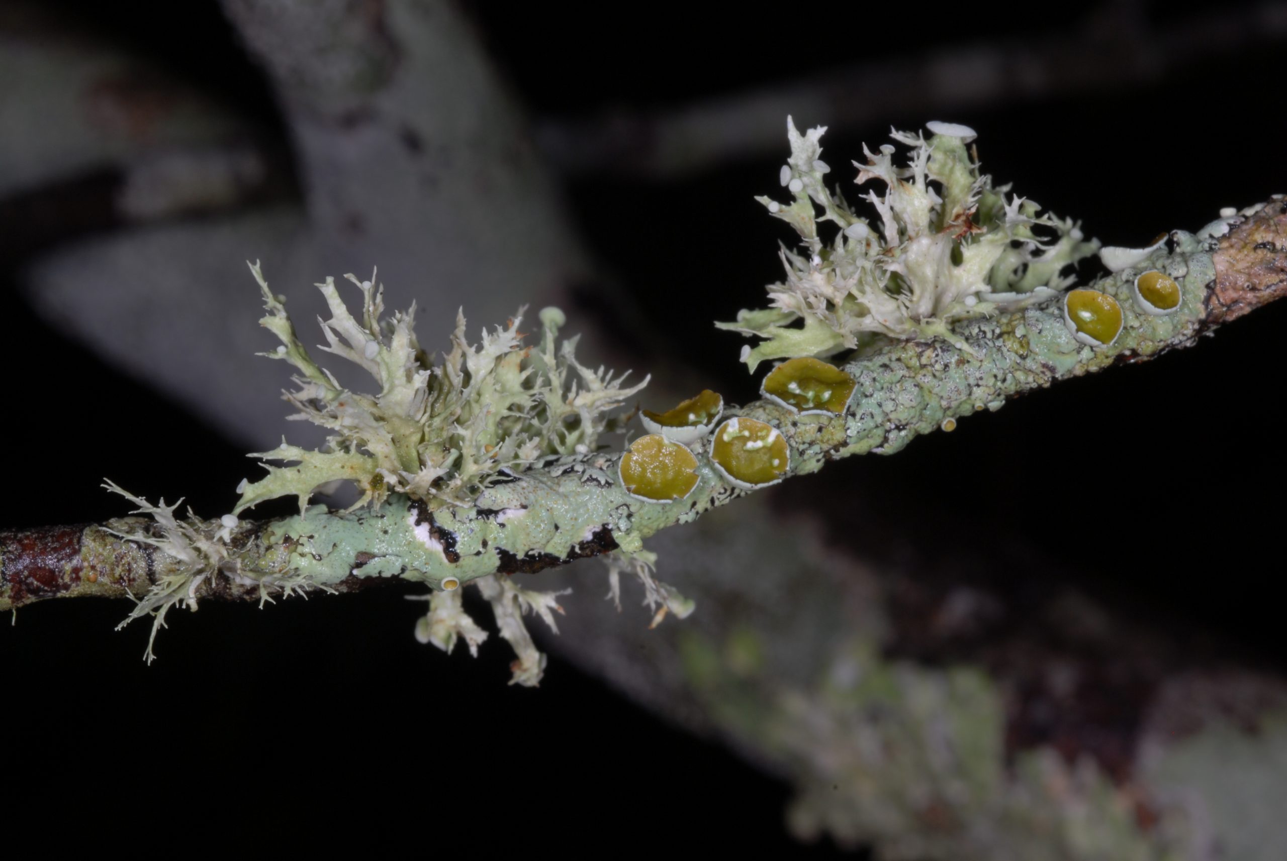 A typical branch covered with lichens, including Ramalina culbersoniorum and Myelochroa galbina. Fruticose lichens like Ramalina have been greatly impacted by air pollution and habitat fragmentation.