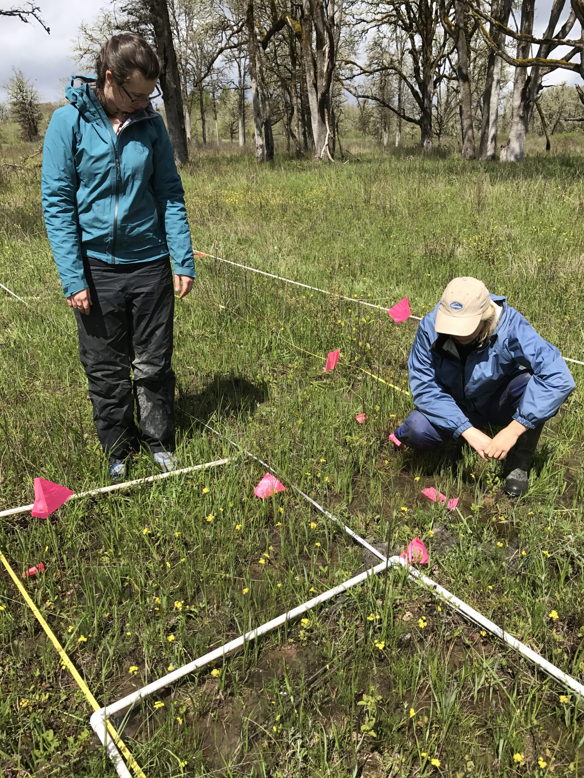 As part of range-wide survey, IAE staff monitored populations of Bradshaw’s desert parsley across Washington and Oregon.