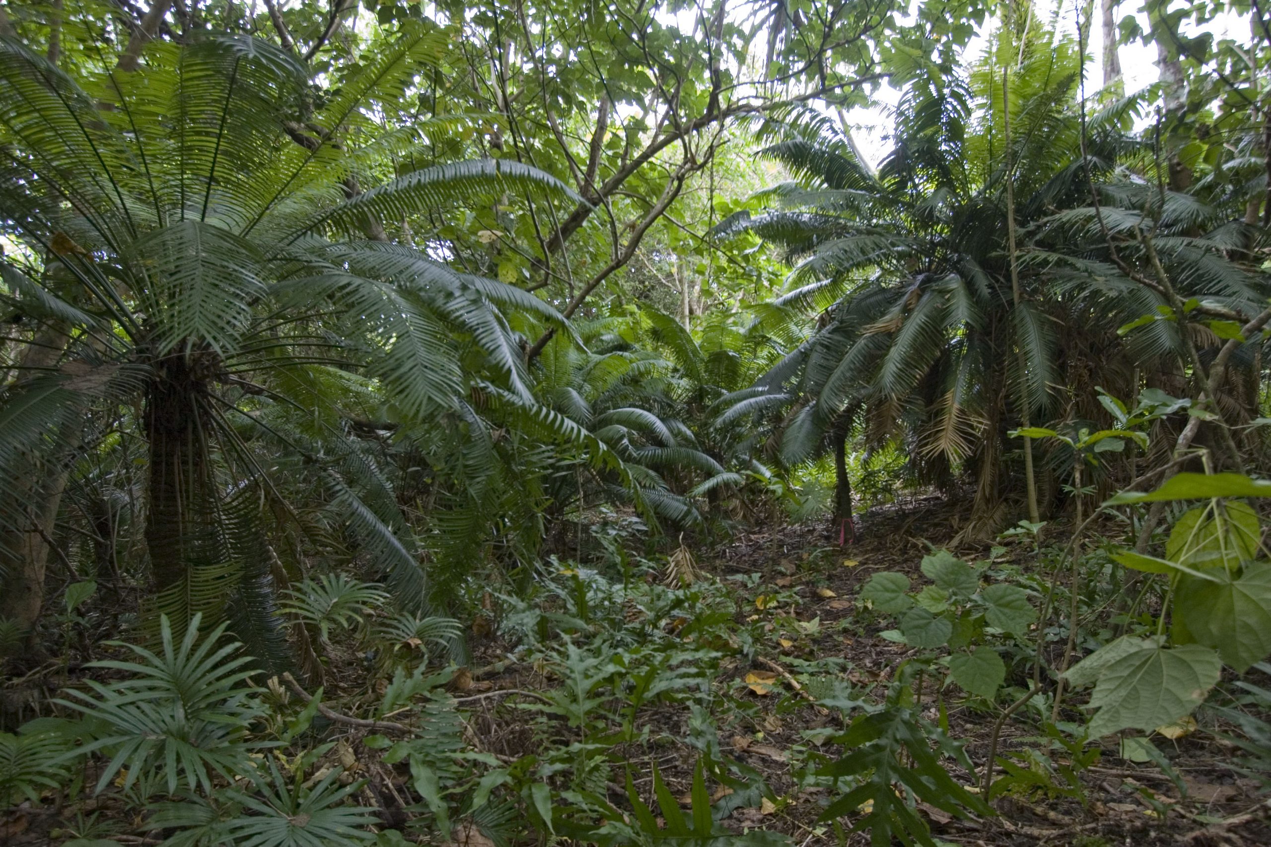 Though the population of tall Micronesian cycad in Rota pictured above was healthy in 2007, signs of CAS were already spotted on other populations on the island.