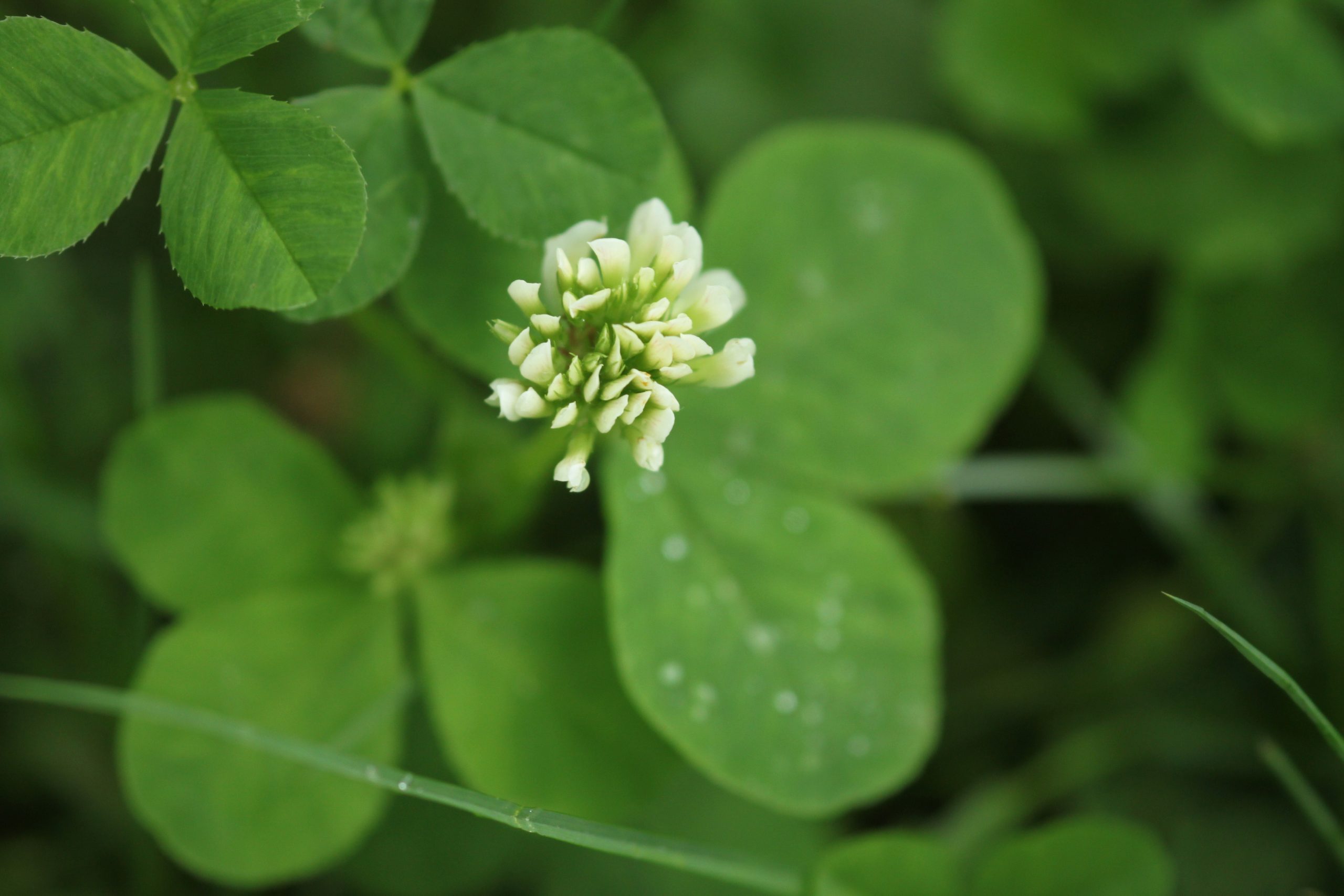 Ohio. Running buffalo clover in bloom.