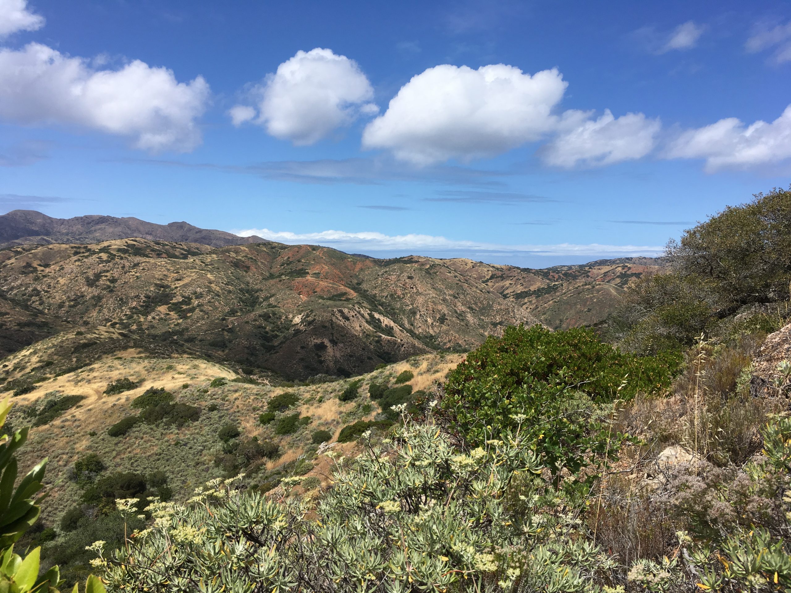 Santa Cruz Island is the largest and most diverse of the Channel Islands, with habitats ranging from coastal terraces to native shrublands to pine forests.