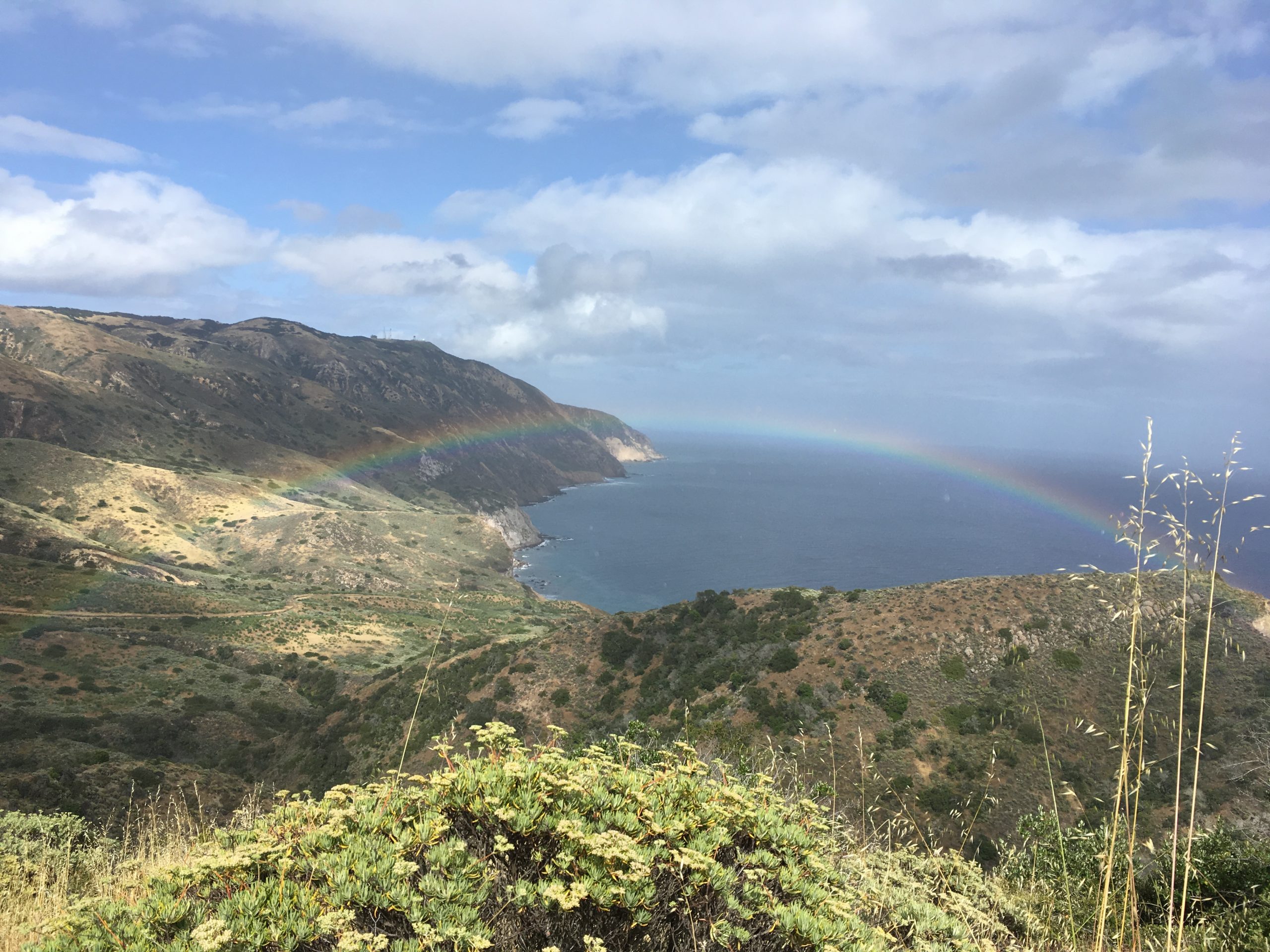 Photo of Katrina Olthoff of Wildlands Conservation Science surveys for Island rush-rose