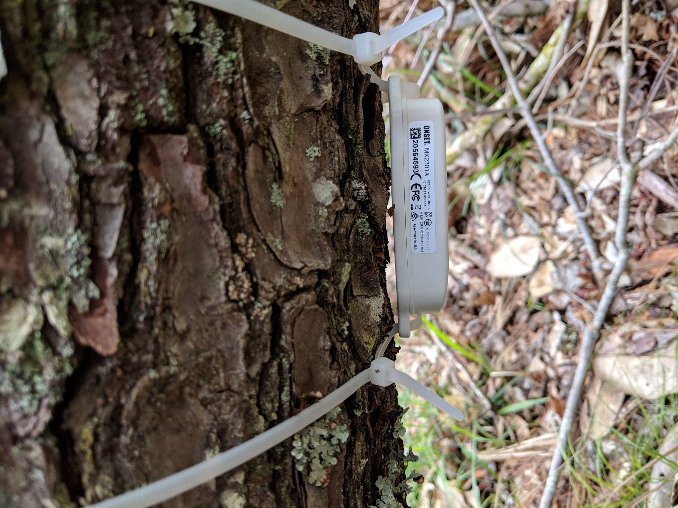 Hobo dataloggers are helping record environmental conditions of the Florida torreya that survived the storm, seeing how conditions impact regrowth.